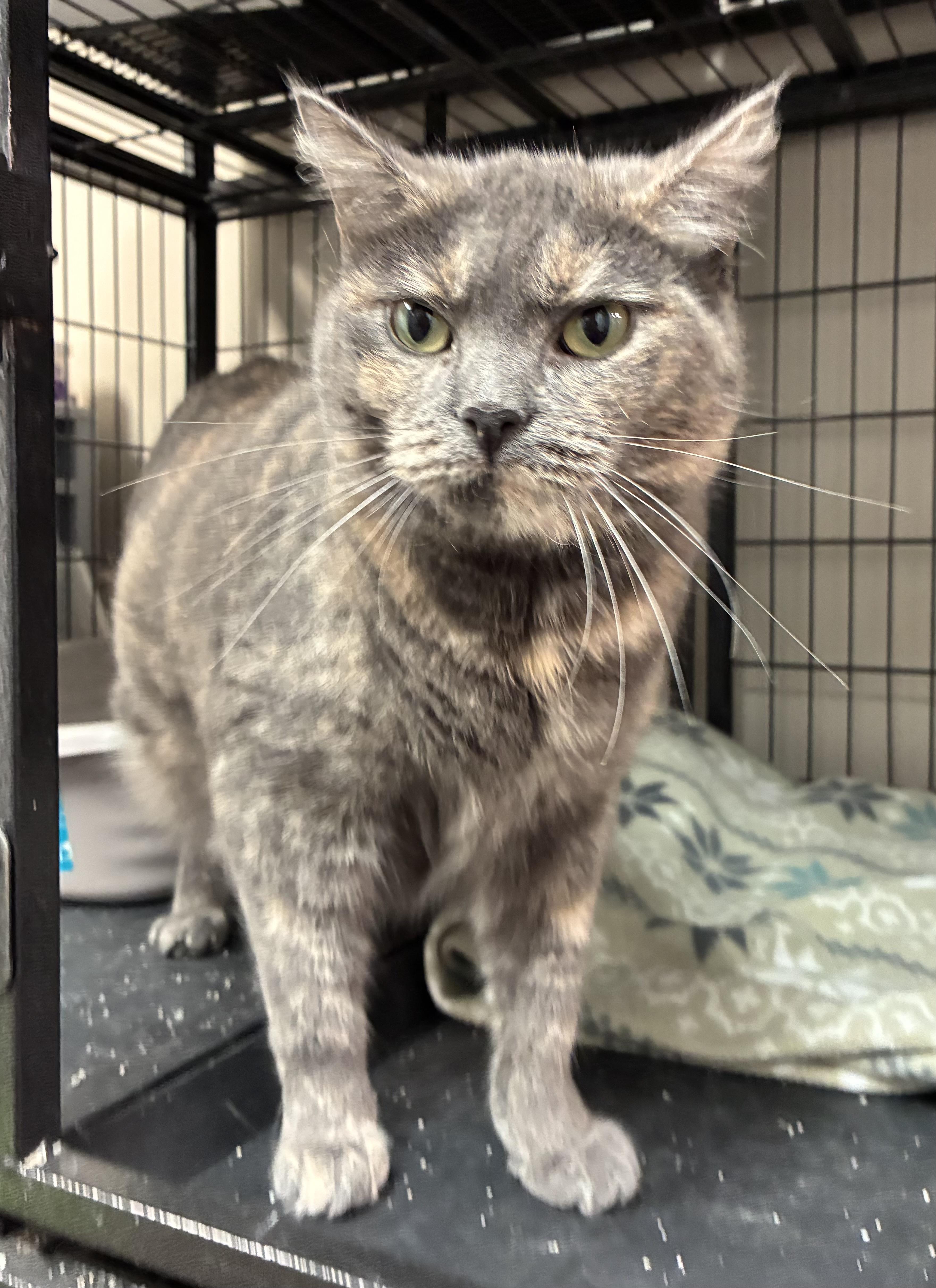 Enlarge Phoebe, a Adoptable Domestic Short Hair in Breinigsville, PA image 2/3