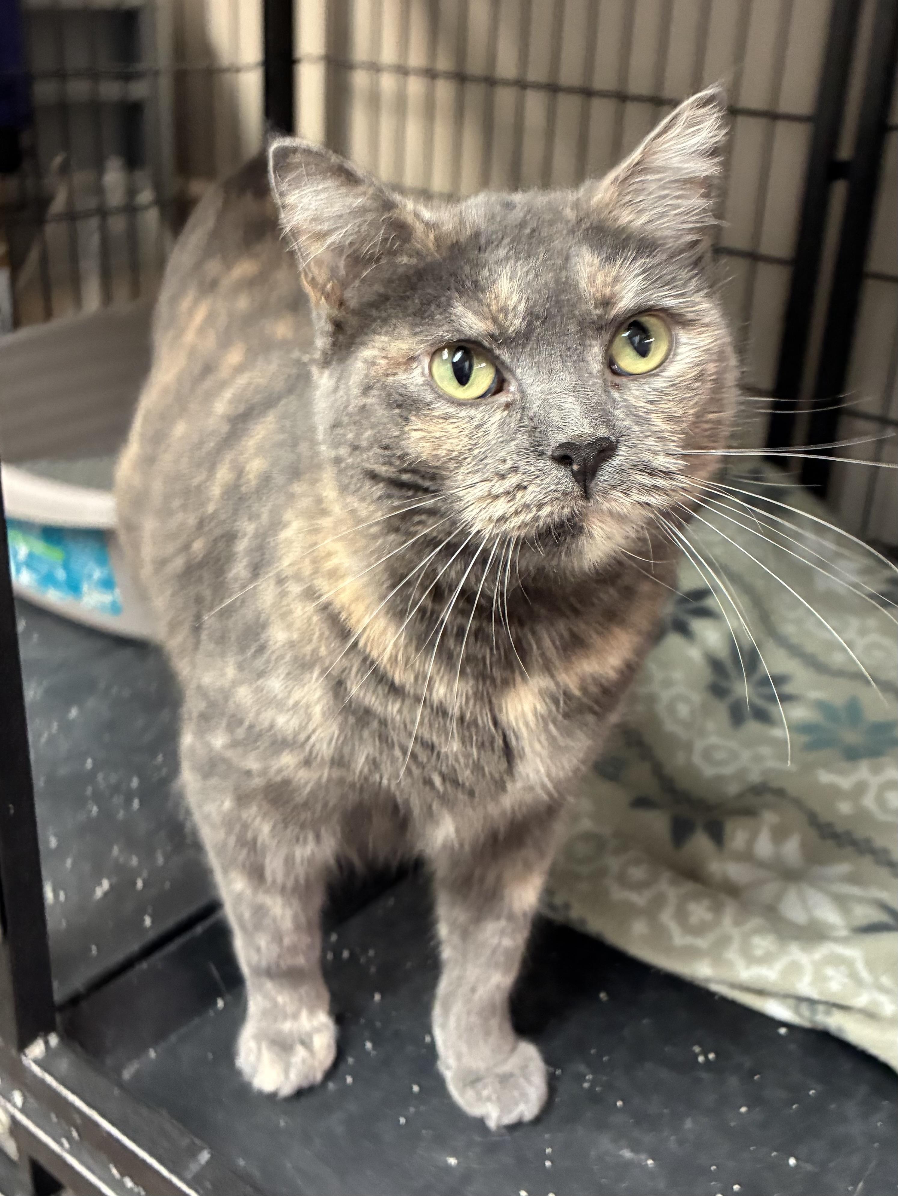 Enlarge Phoebe, a Adoptable Domestic Short Hair in Breinigsville, PA image 1/3