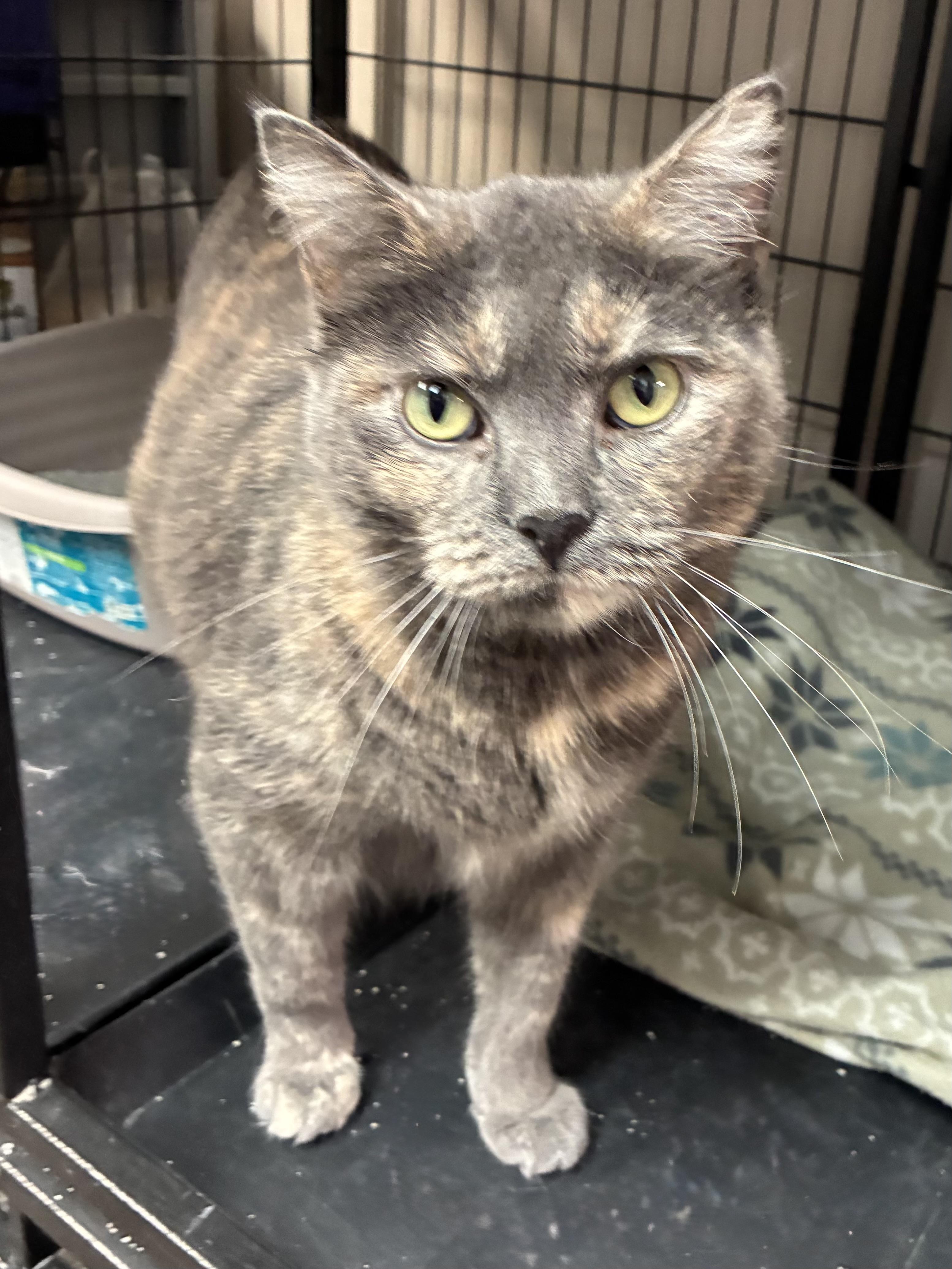 Enlarge Phoebe, a Adoptable Domestic Short Hair in Breinigsville, PA image 3/3