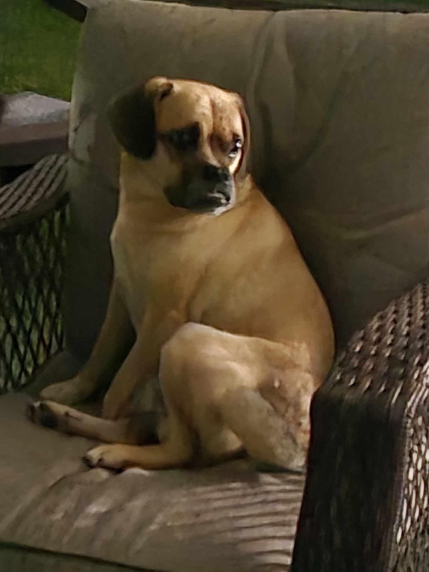 Scooby, Adopted, Adult Male Puggle.