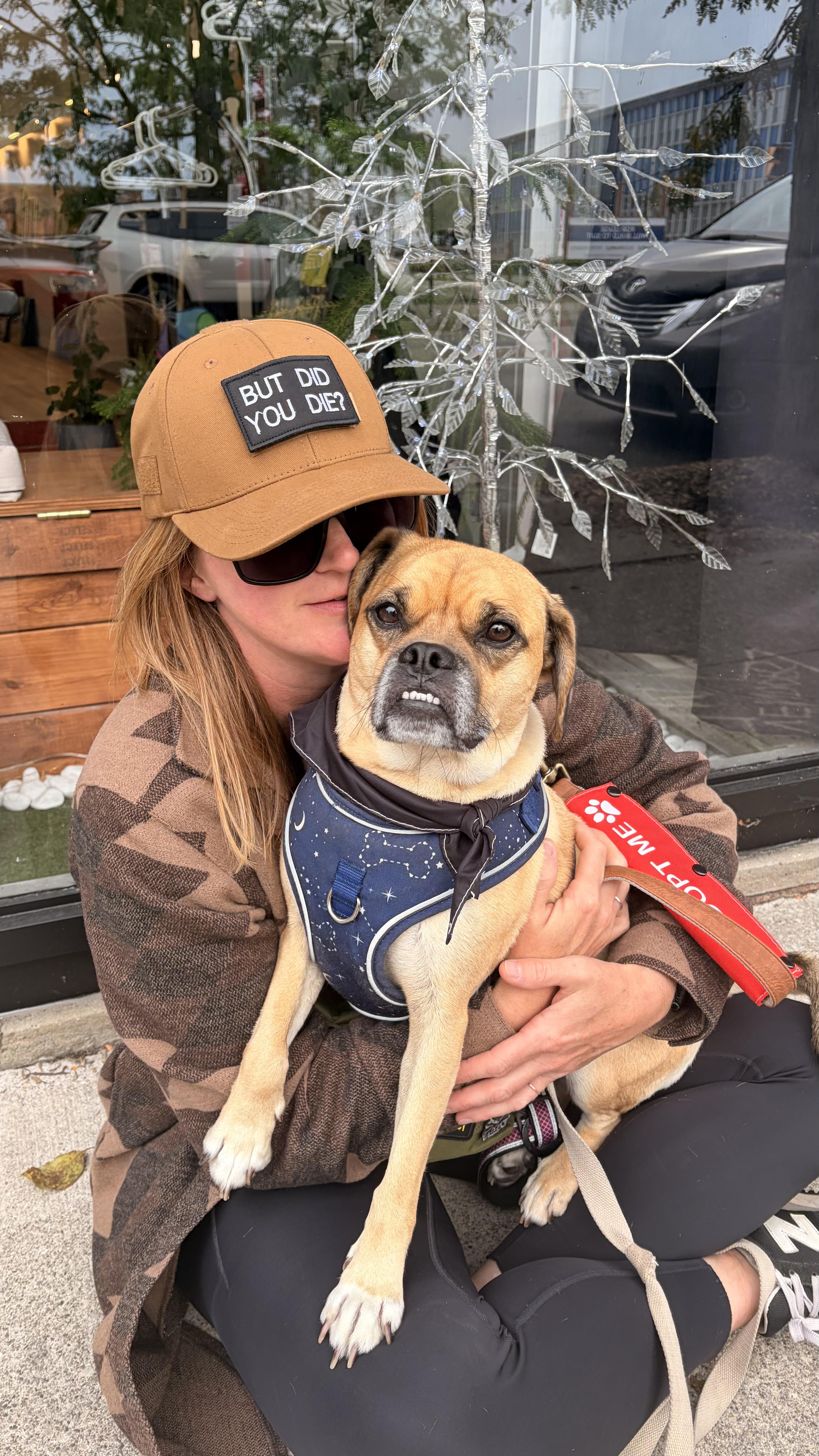 Enlarge Scooby, a Adopted Puggle in Sarnia, ON image 2/4