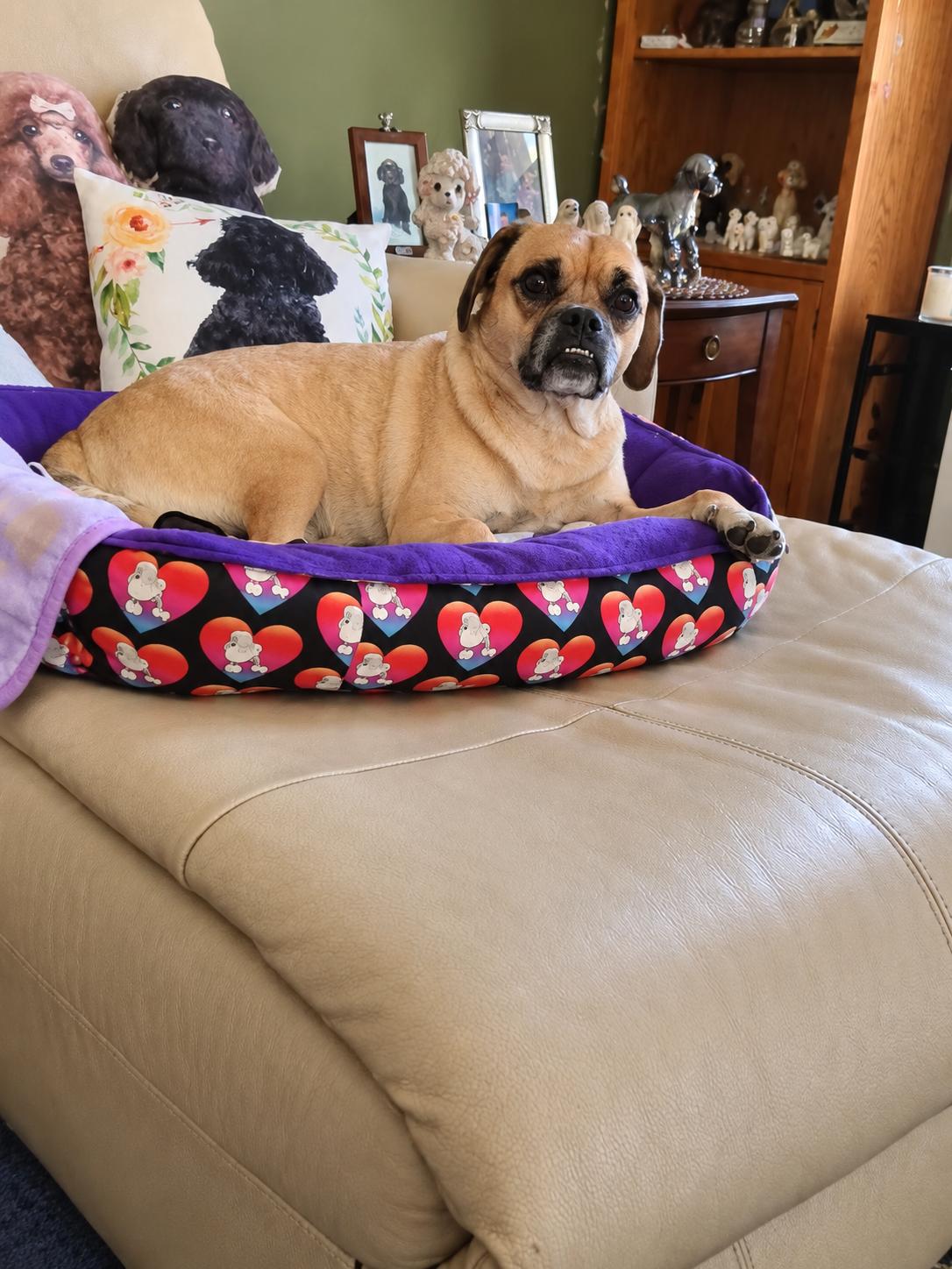 Enlarge Scooby, a Adopted Puggle in Sarnia, ON image 4/4