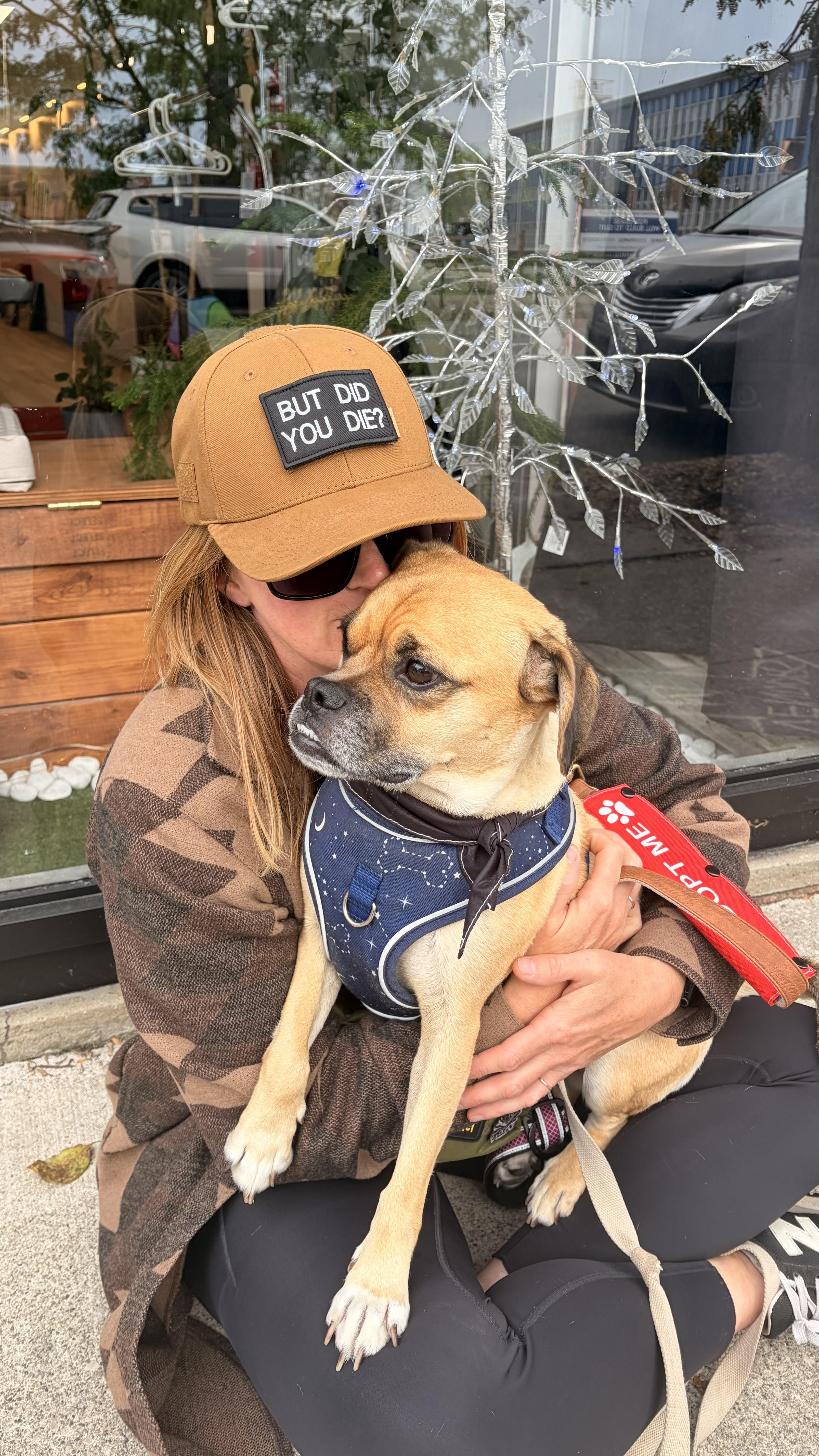 Enlarge Scooby, a Adopted Puggle in Sarnia, ON image 3/4