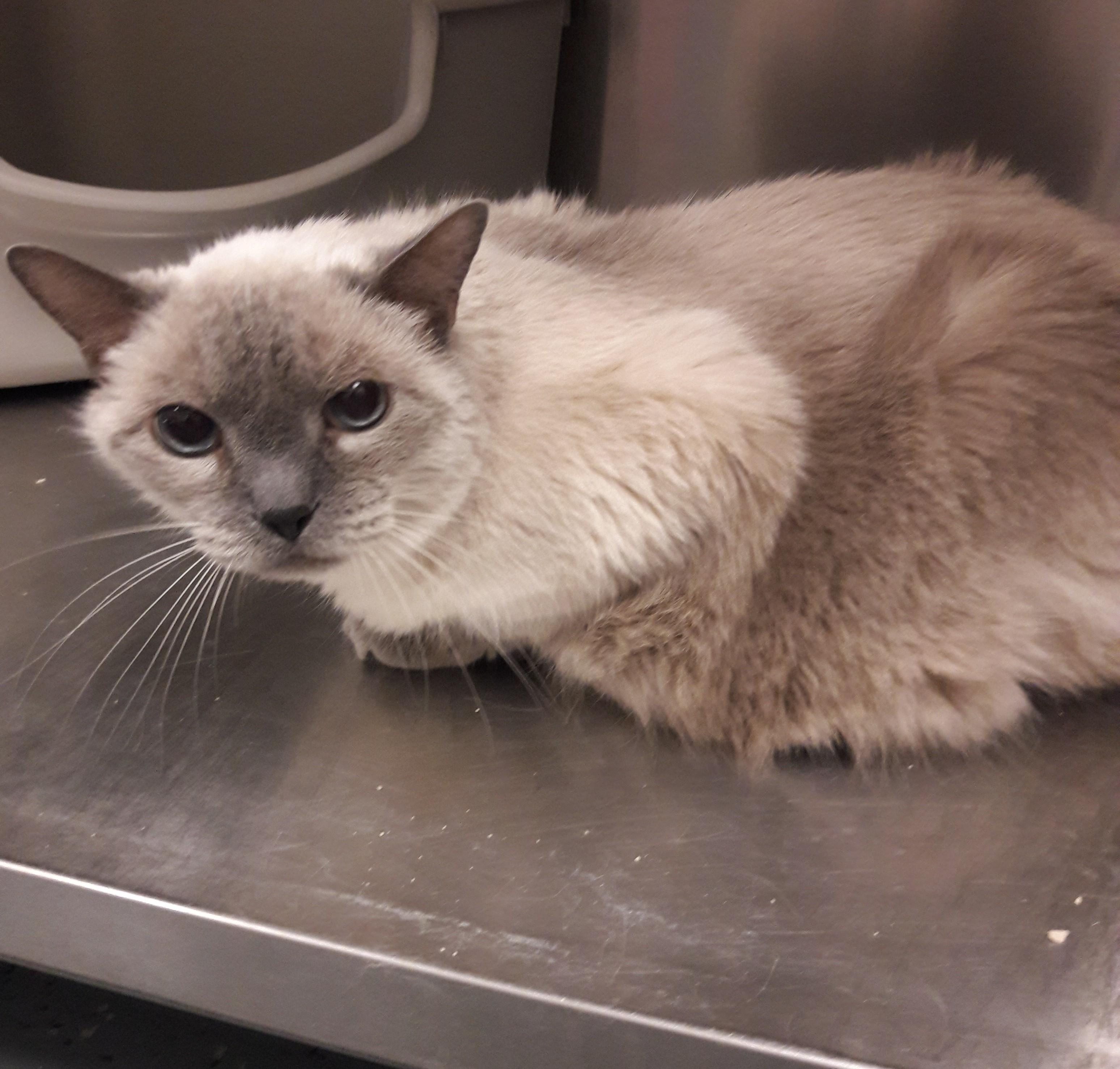 Enlarge Gandy, an adopted mixed breed in Mesquite, NV image 2/3