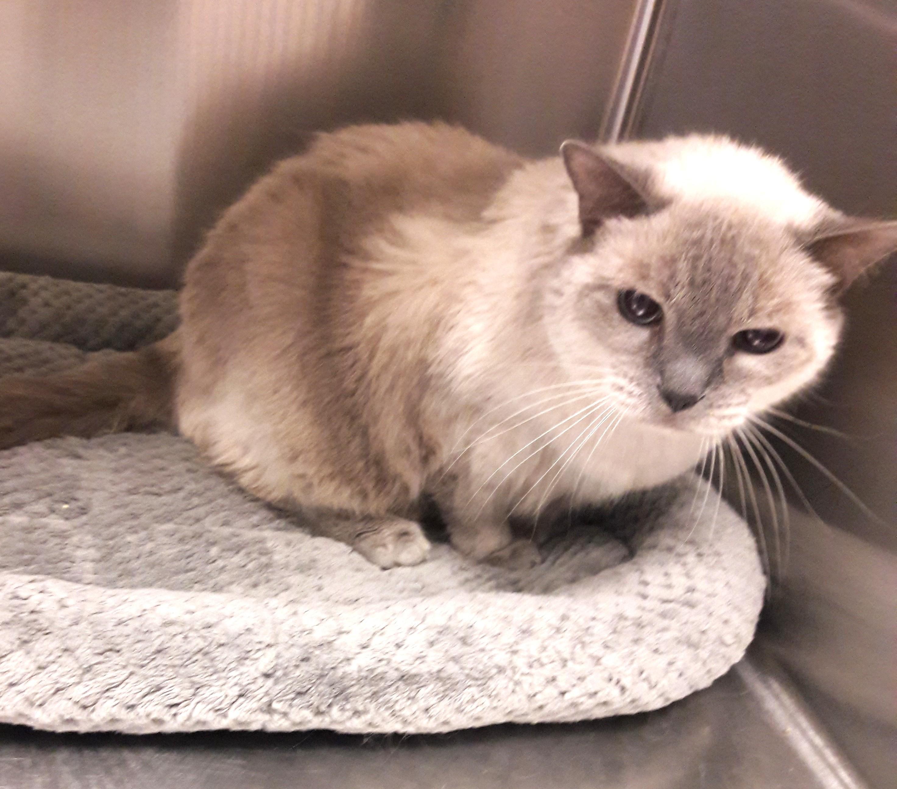 Gandy, adopted, Senior Male Siamese & Domestic Short Hair.