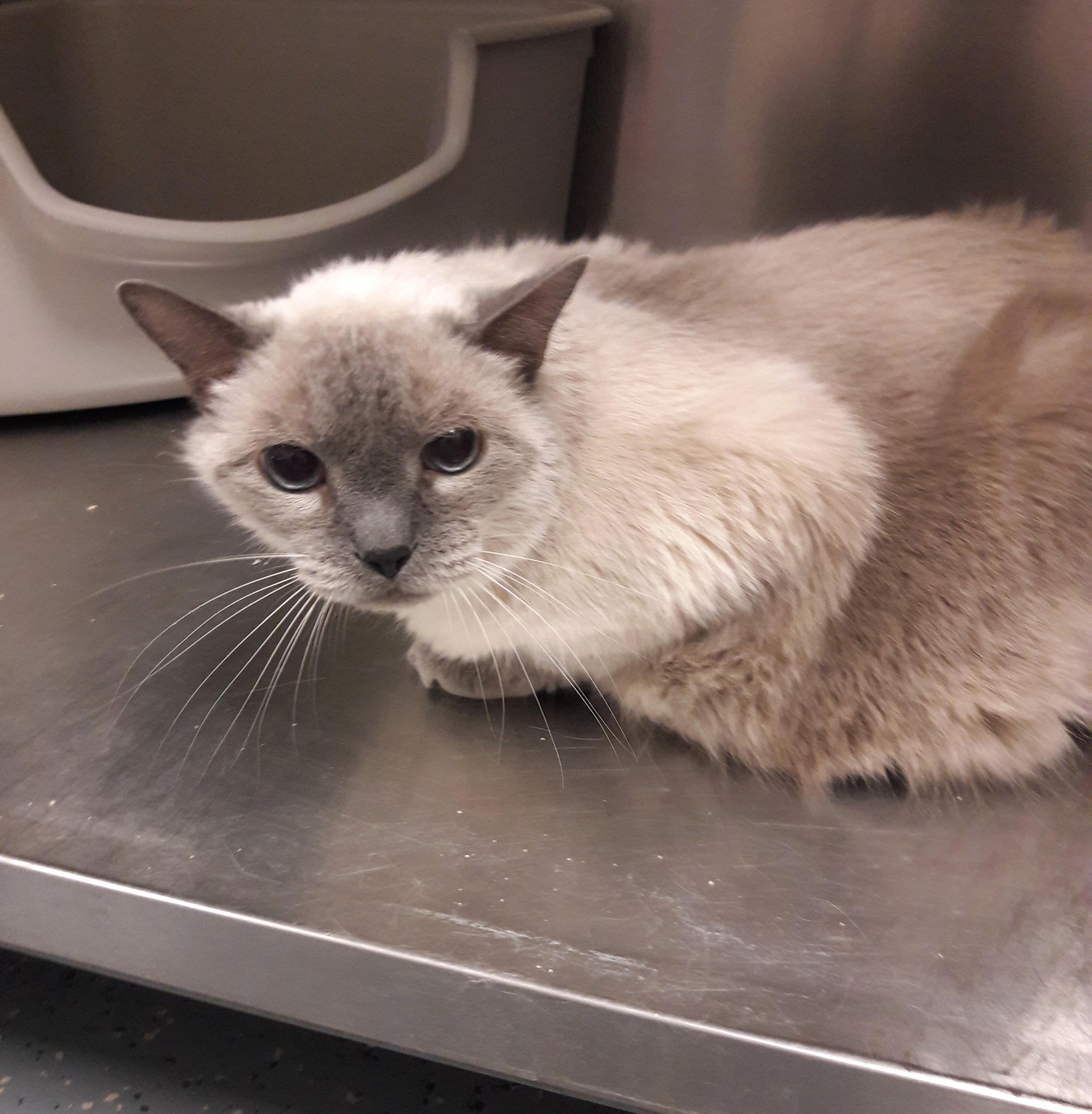 Enlarge Gandy, an adopted mixed breed in Mesquite, NV image 3/3