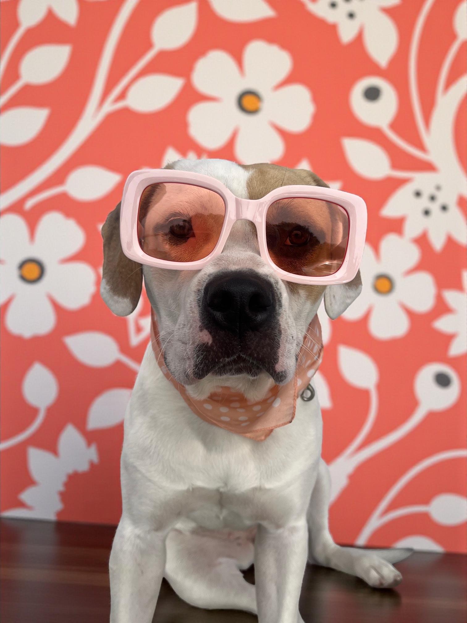 Daisy Mae-ADOPT Me!!