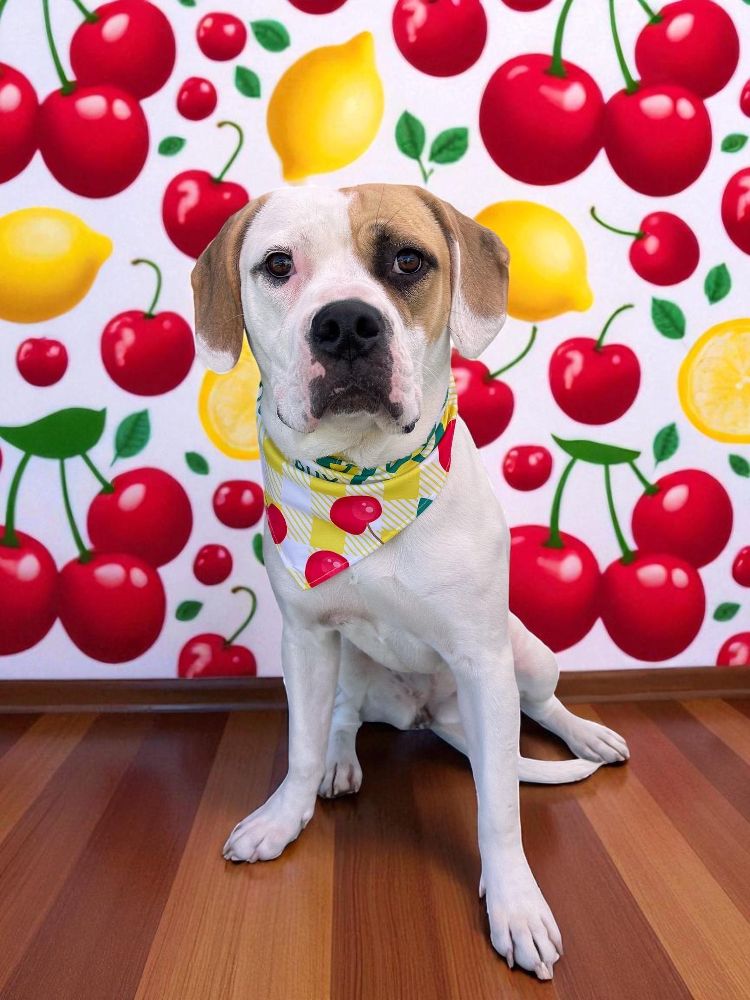 Daisy Mae-ADOPT Me!!