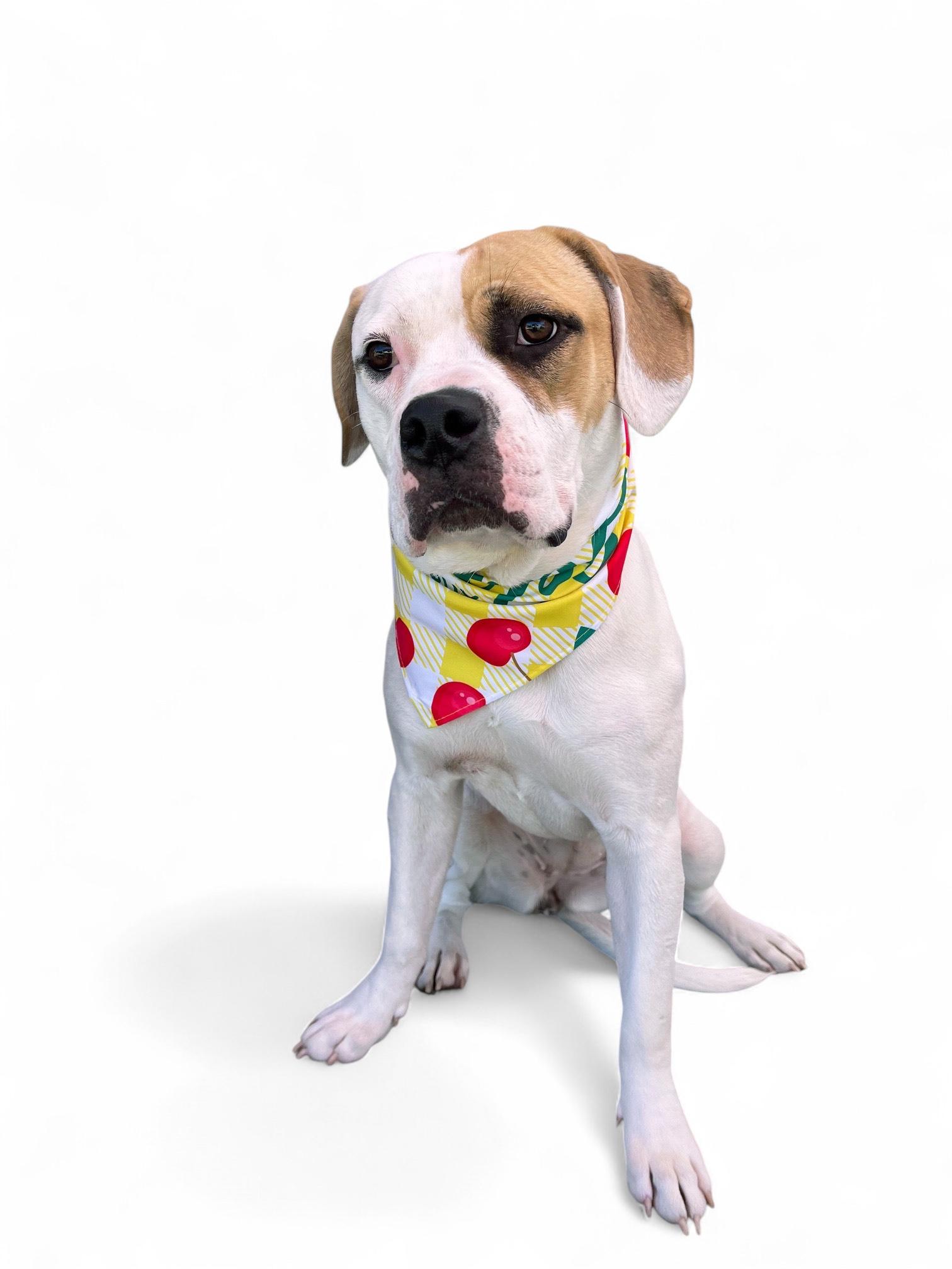 Daisy Mae-ADOPT Me!!