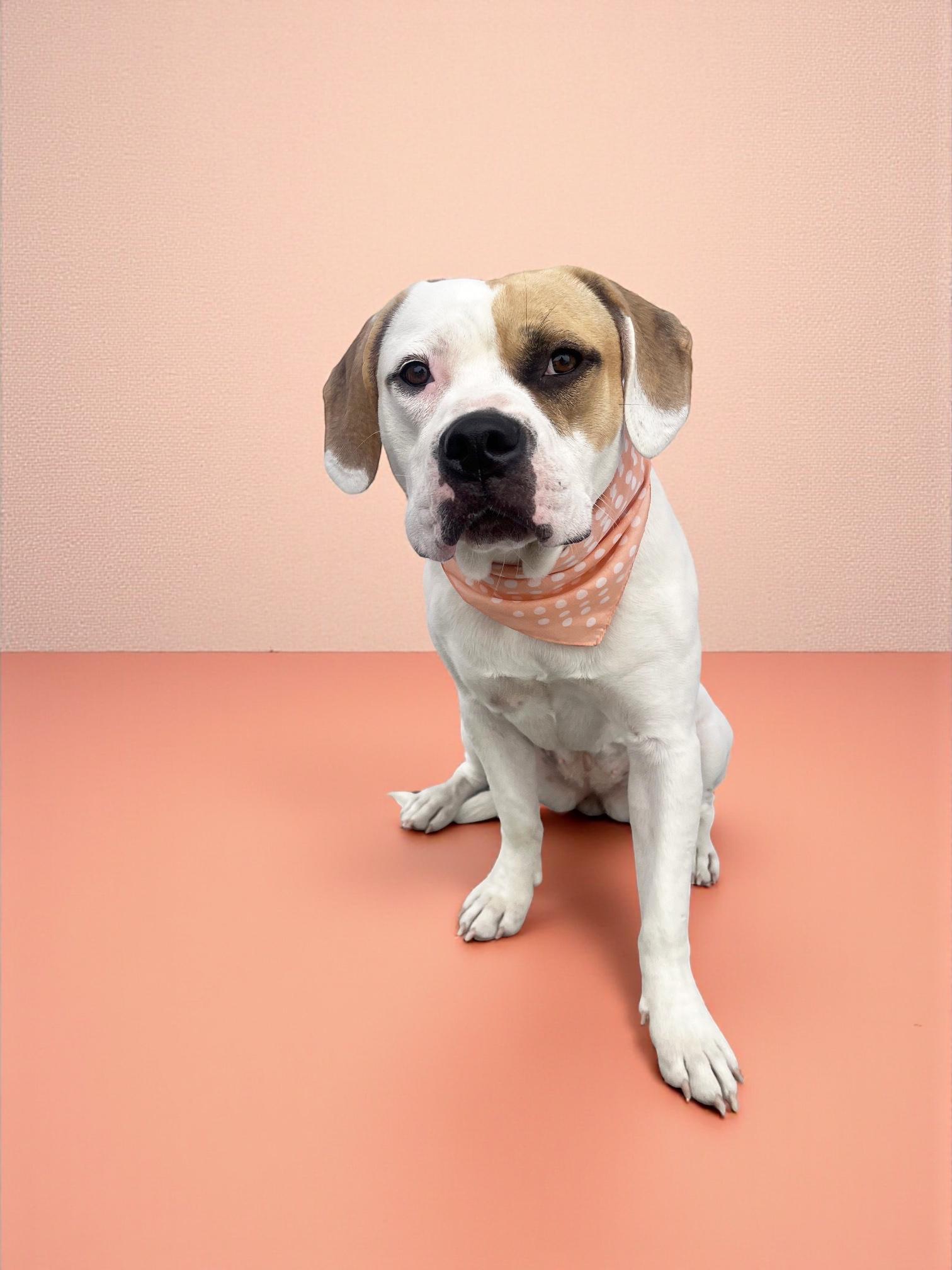 Daisy Mae-ADOPT Me!!