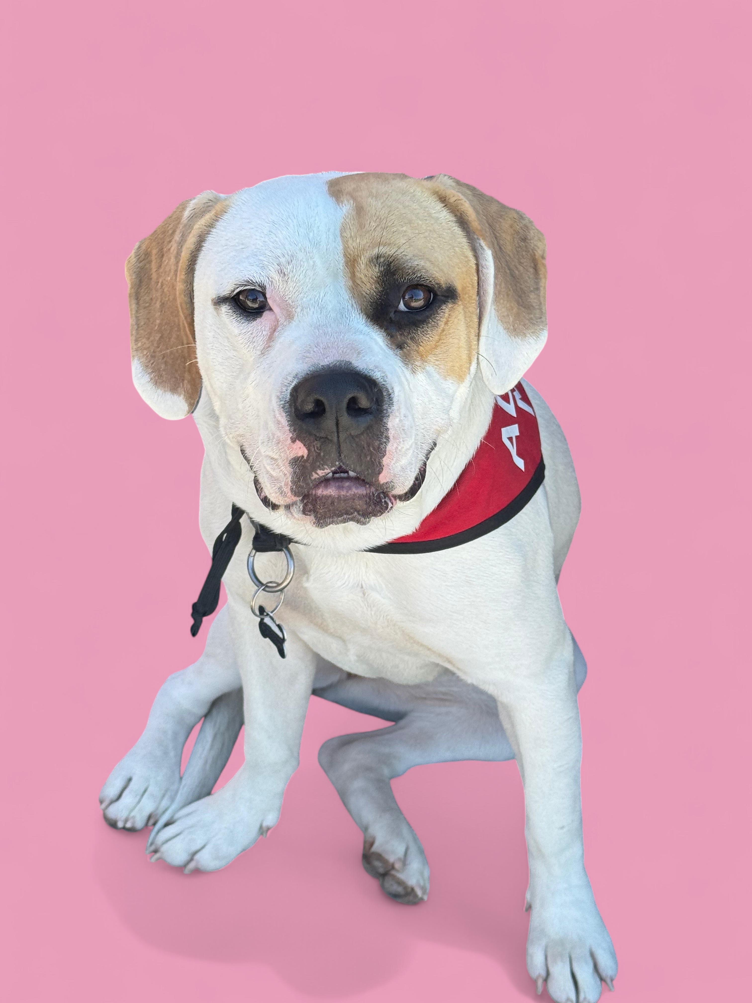 Daisy Mae-ADOPT Me!!