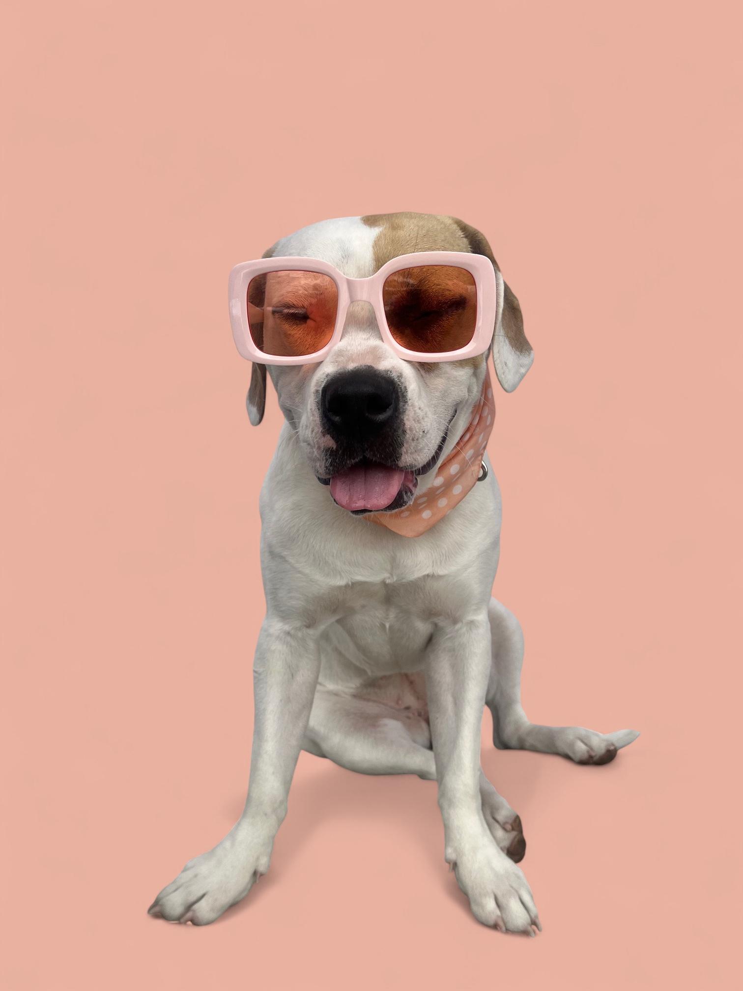 Daisy Mae-ADOPT Me!!