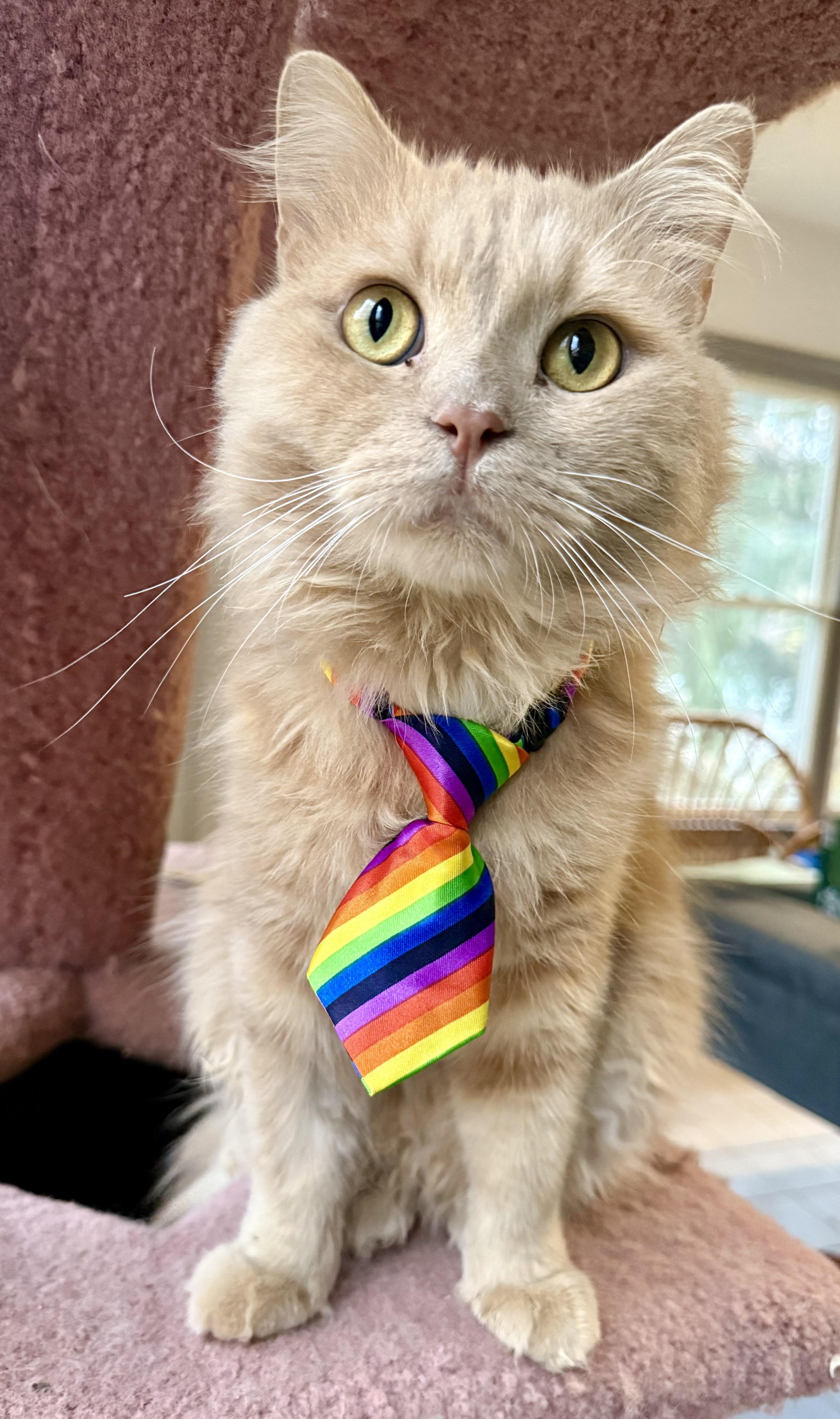 Sweet Lovebug Simba, an adopted mixed breed in Woodbridge, VA image 1/4