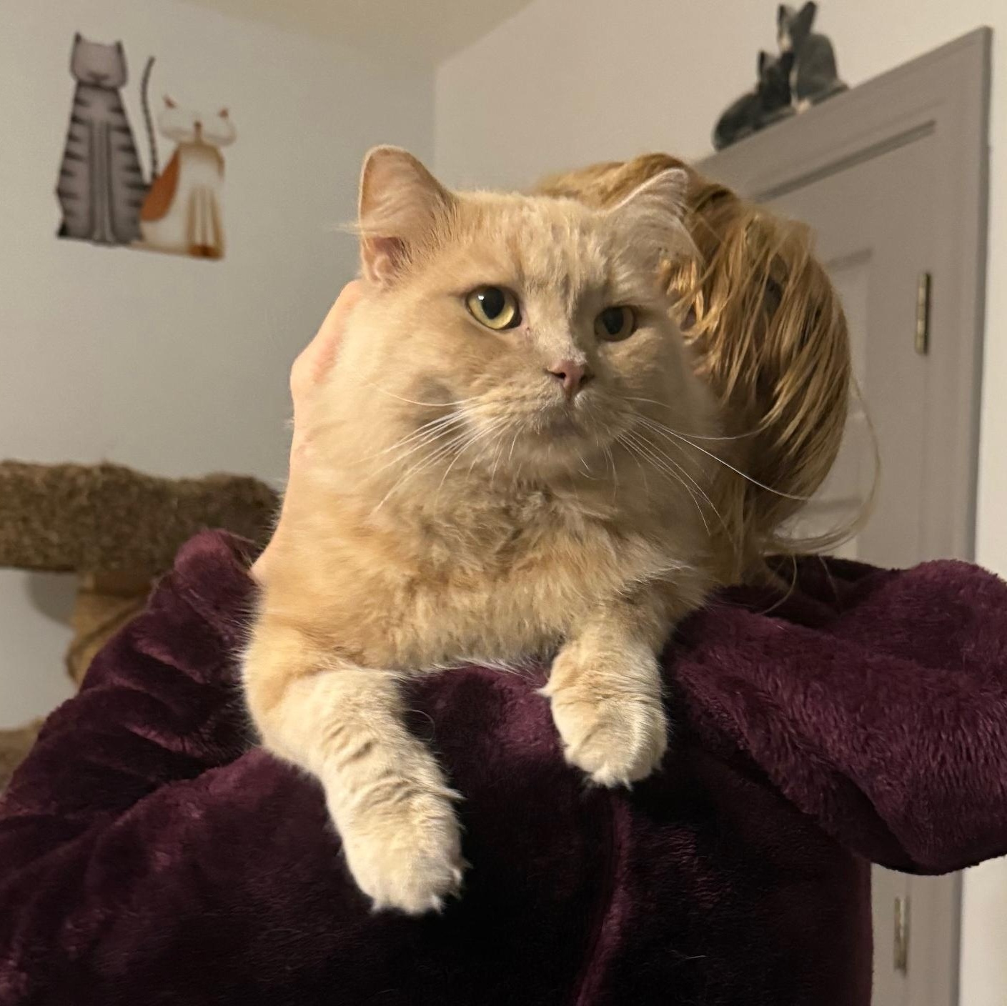 Sweet Lovebug Simba, an adopted mixed breed in Woodbridge, VA image 2/4