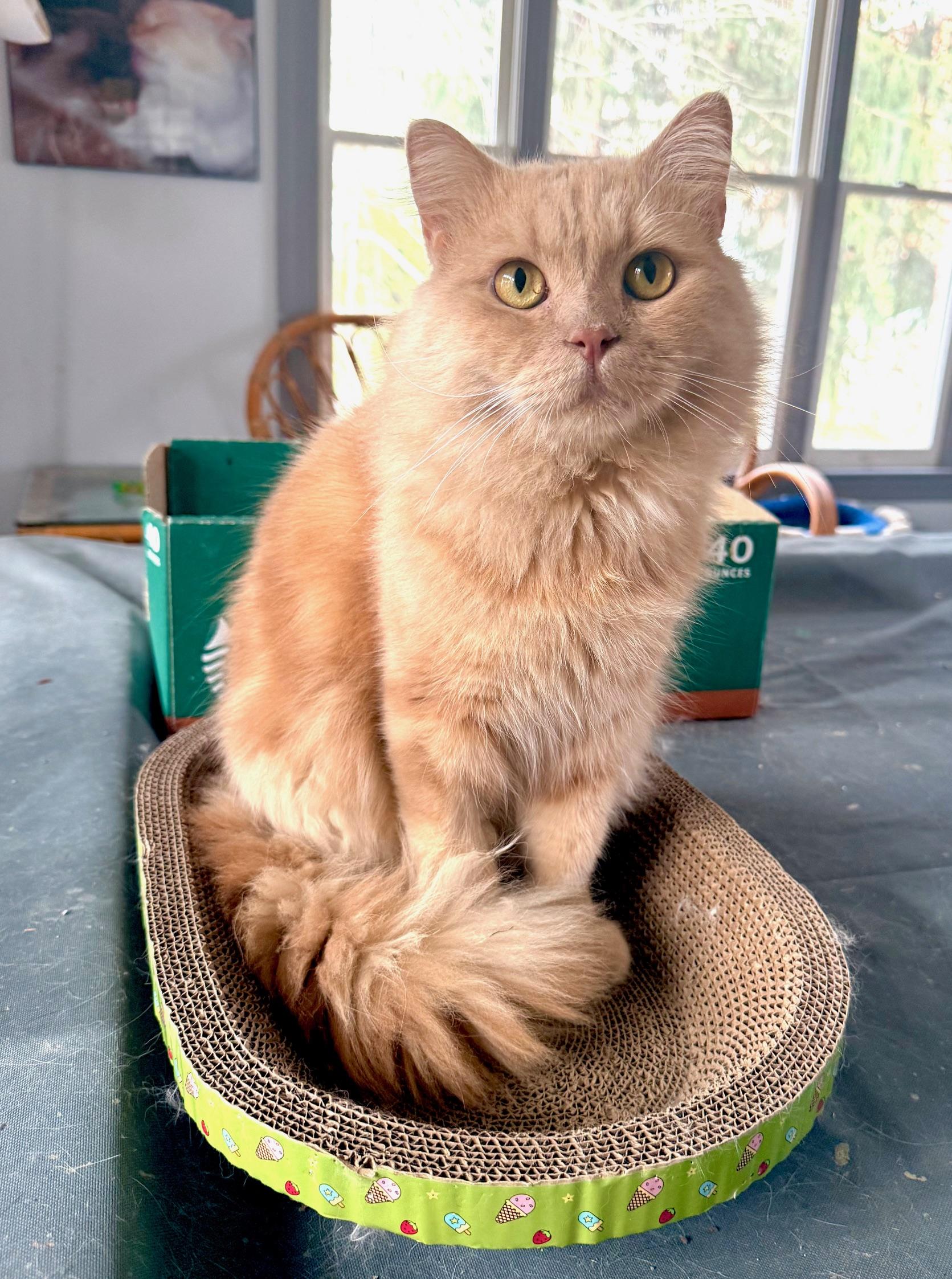 Sweet Lovebug Simba, an adopted mixed breed in Woodbridge, VA image 3/4