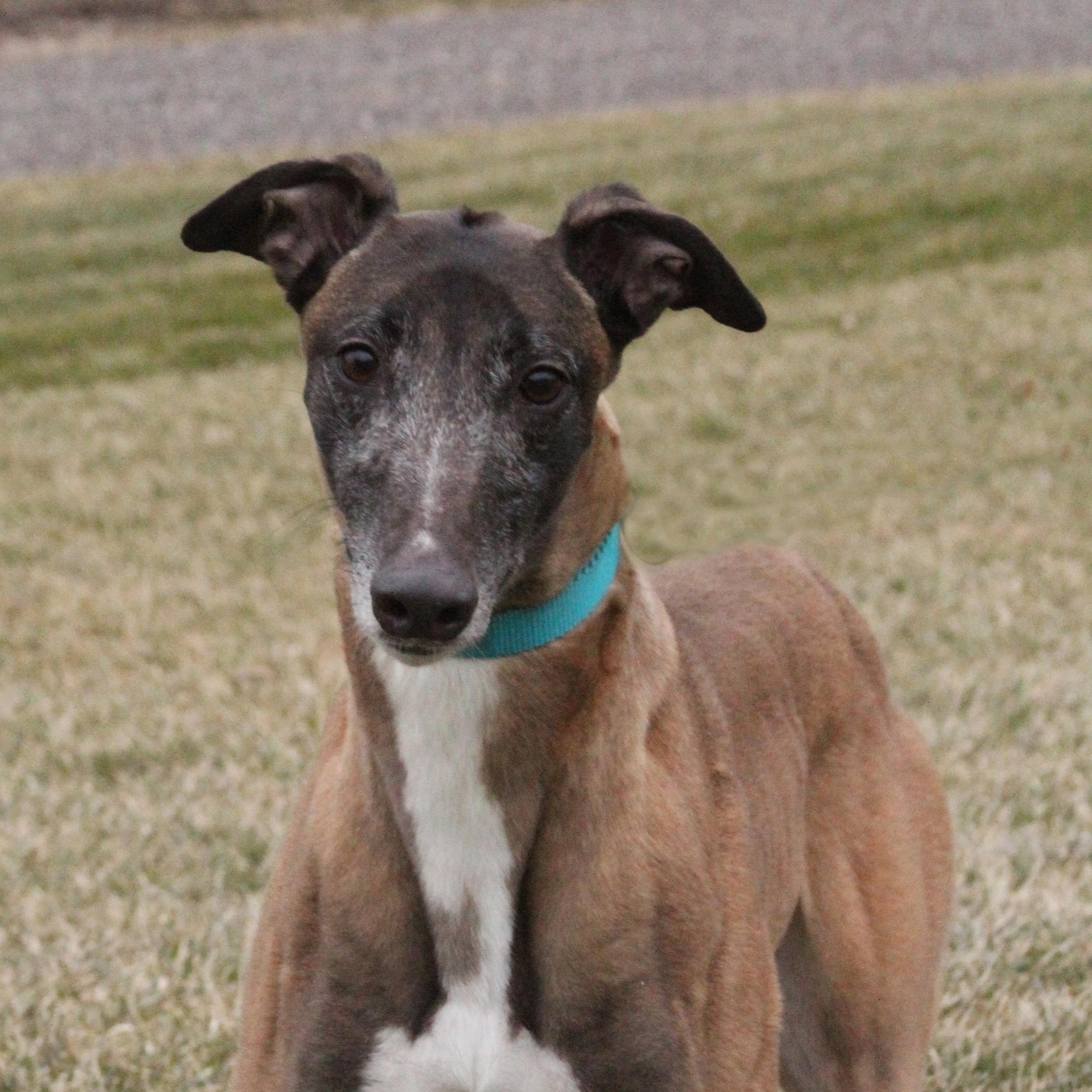 Mary, ADOPTABLE, Adult Female Greyhound.