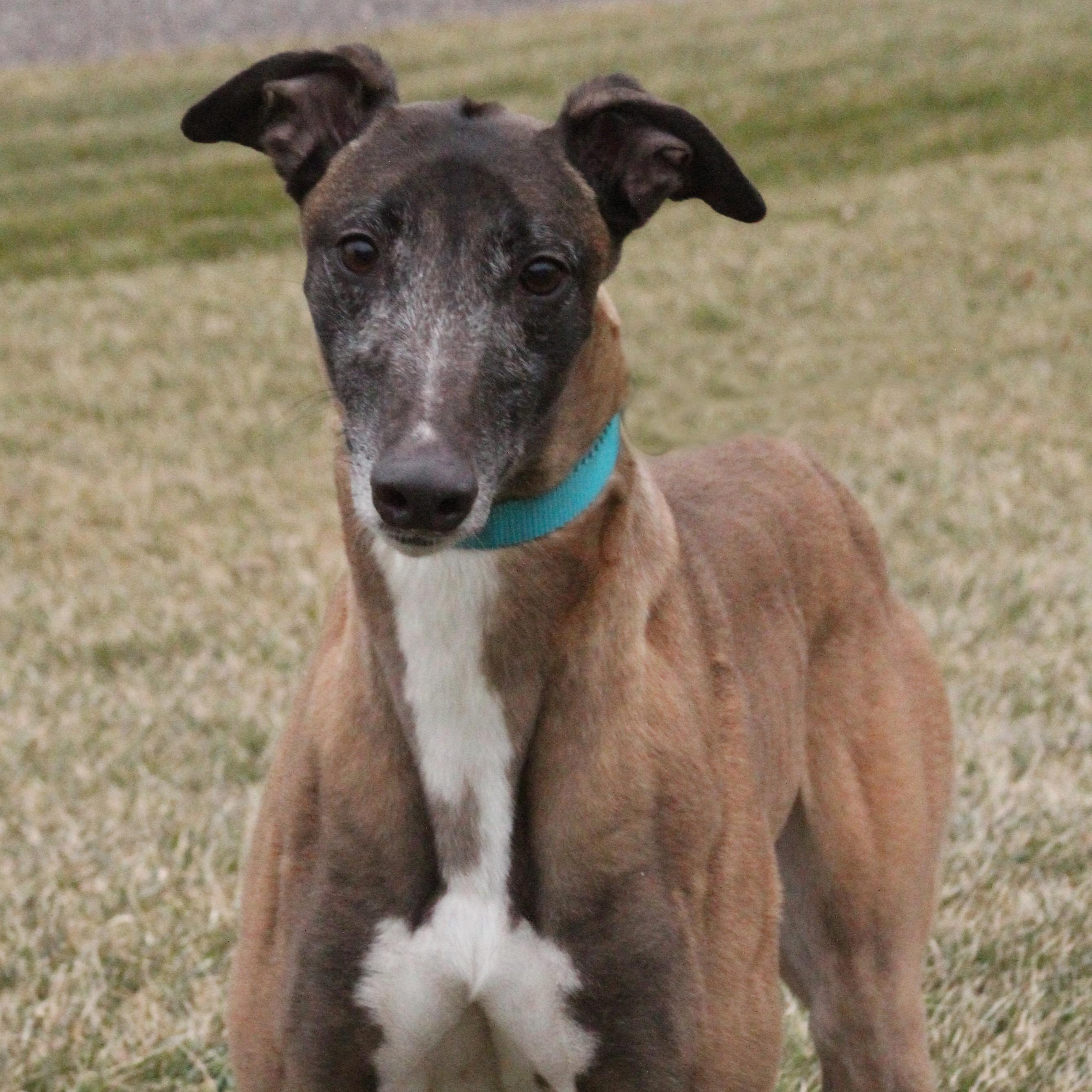 Enlarge Mary, a ADOPTABLE Greyhound in Goshen, IN image 1/1