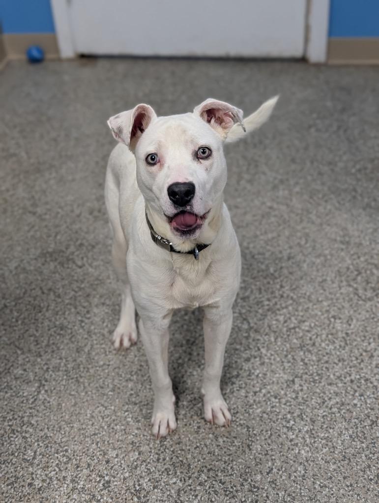 Ghost, Adoptable, Young Male Pit Bull Terrier & Mixed Breed.
