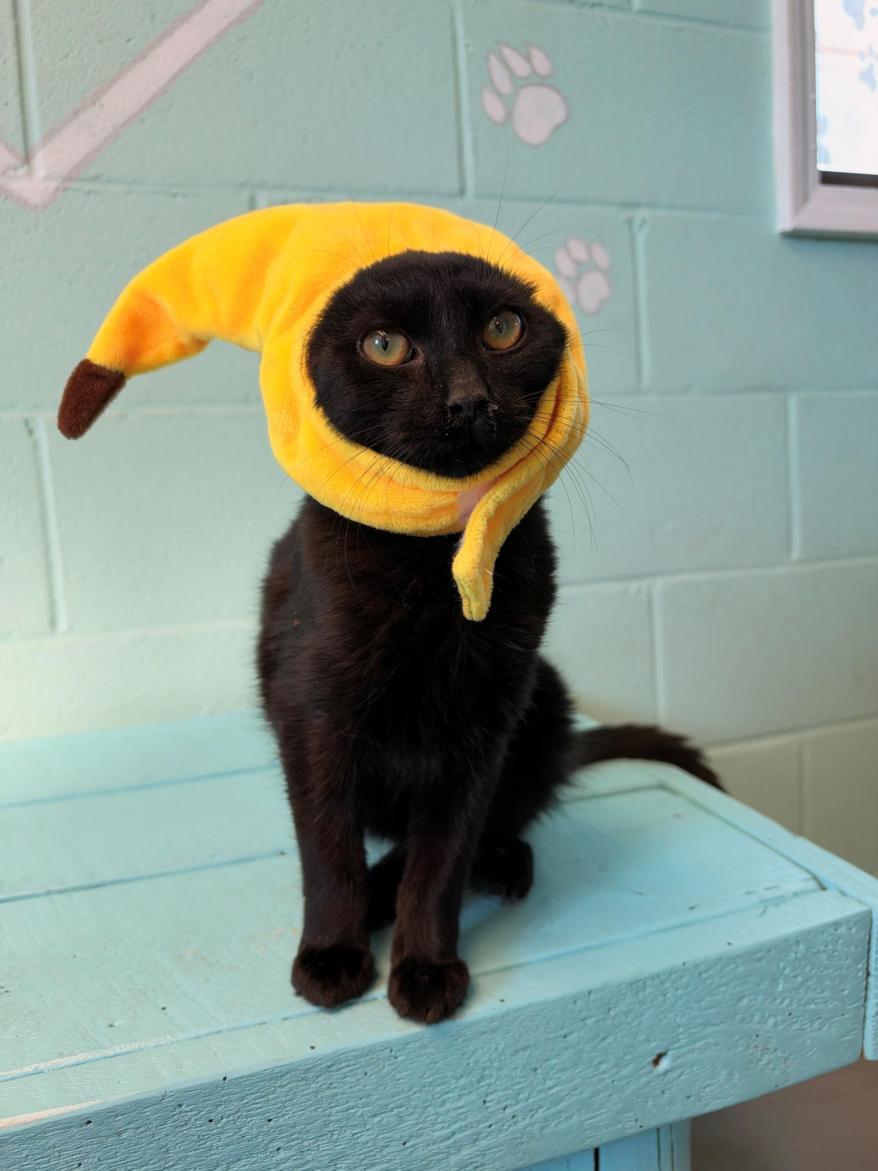 Beedrill, Adopted, Kitten Male Domestic Short Hair.