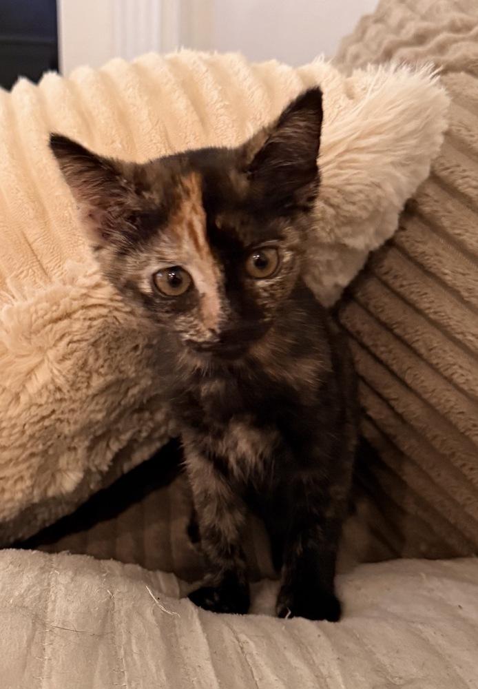 Poppy, Adoptable, Kitten Female Domestic Short Hair & Domestic Short Hair.