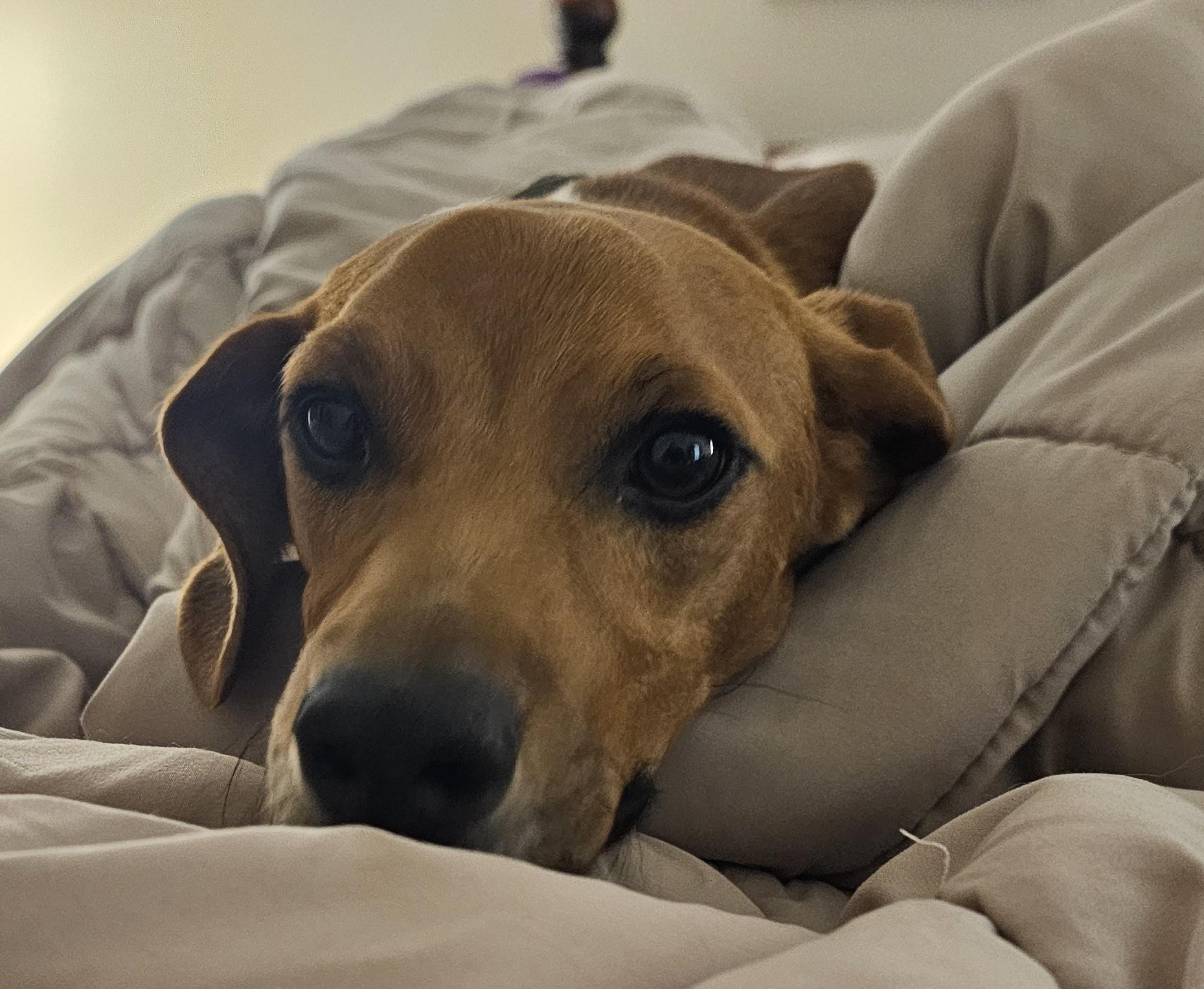 Frankie thumbnail 4