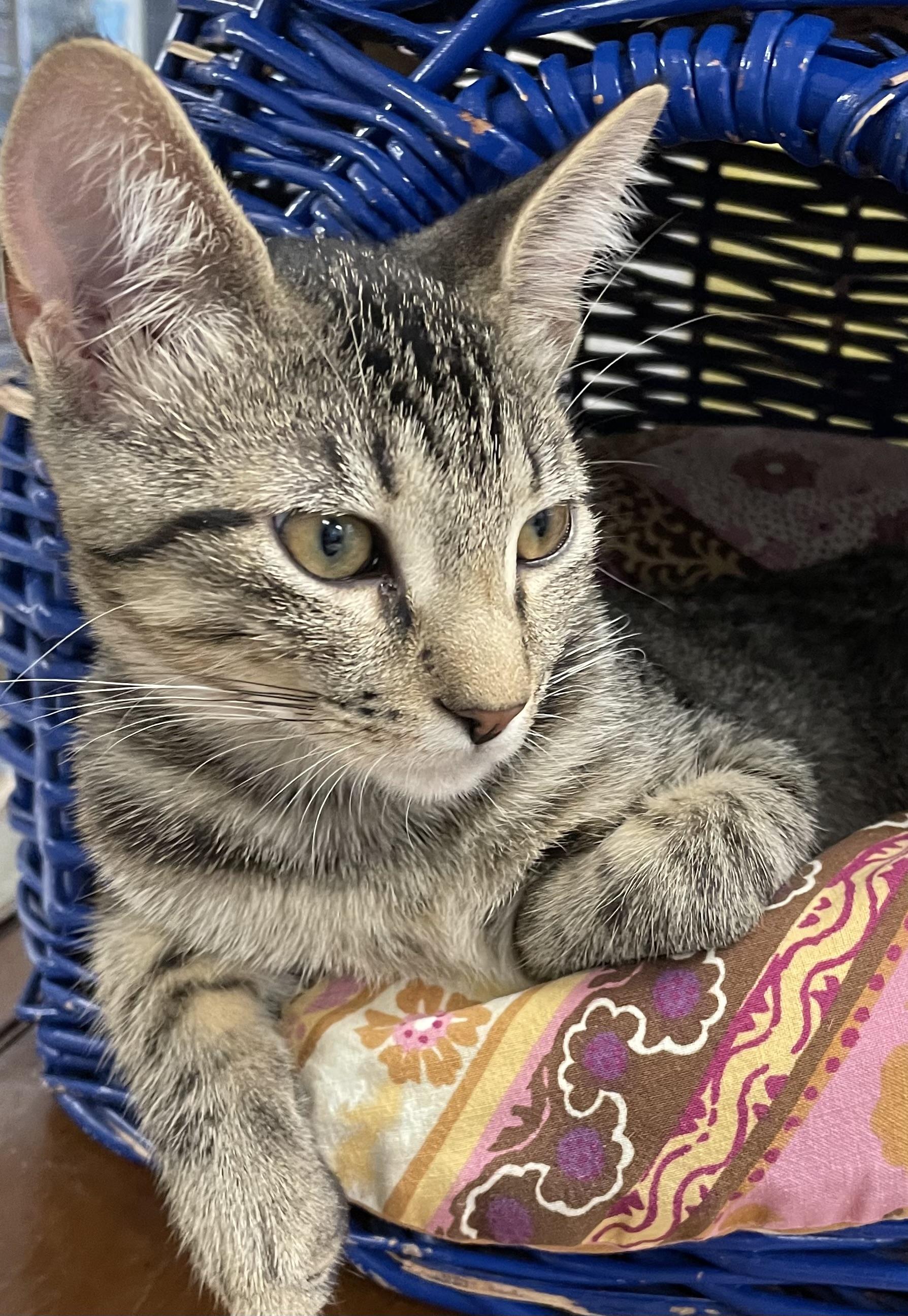 Sweet Pea, an adopted Domestic Short Hair in Fernandina Beach, FL image 2/2