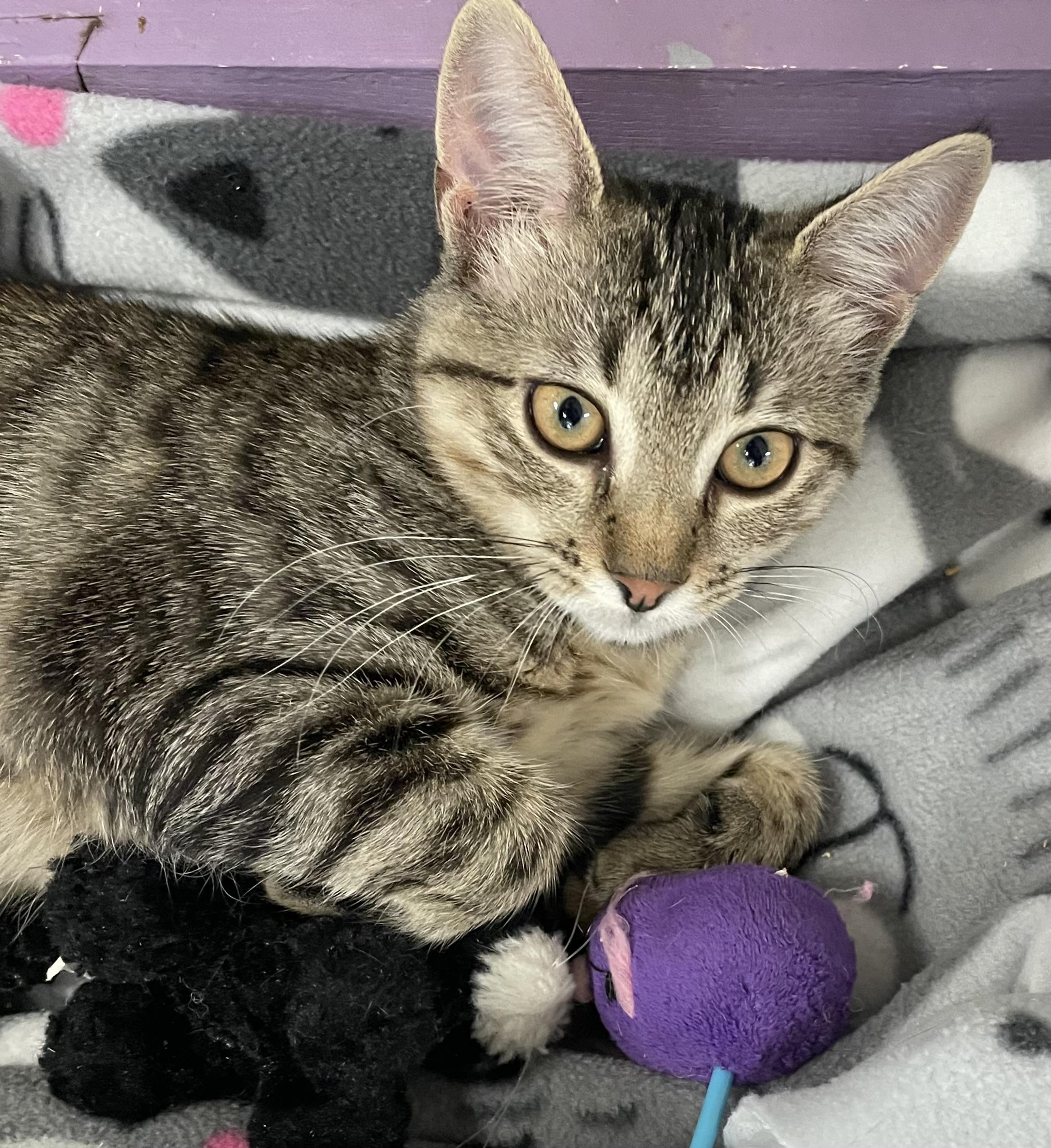 Sweet Pea, ADOPTABLE, Kitten Female Domestic Short Hair.