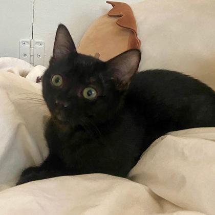 Jill, Adoptable, Kitten Female Domestic Short Hair & Domestic Short Hair.