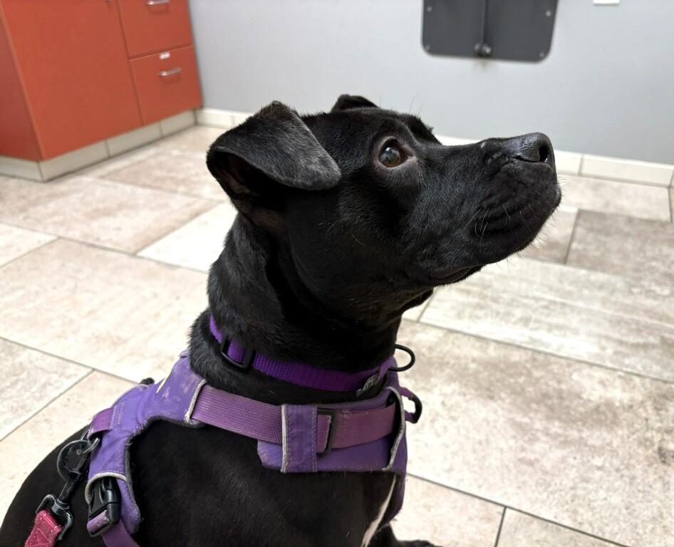 Enlarge Tipper, a ADOPTABLE Mixed Breed in New Albany, OH image 3/4