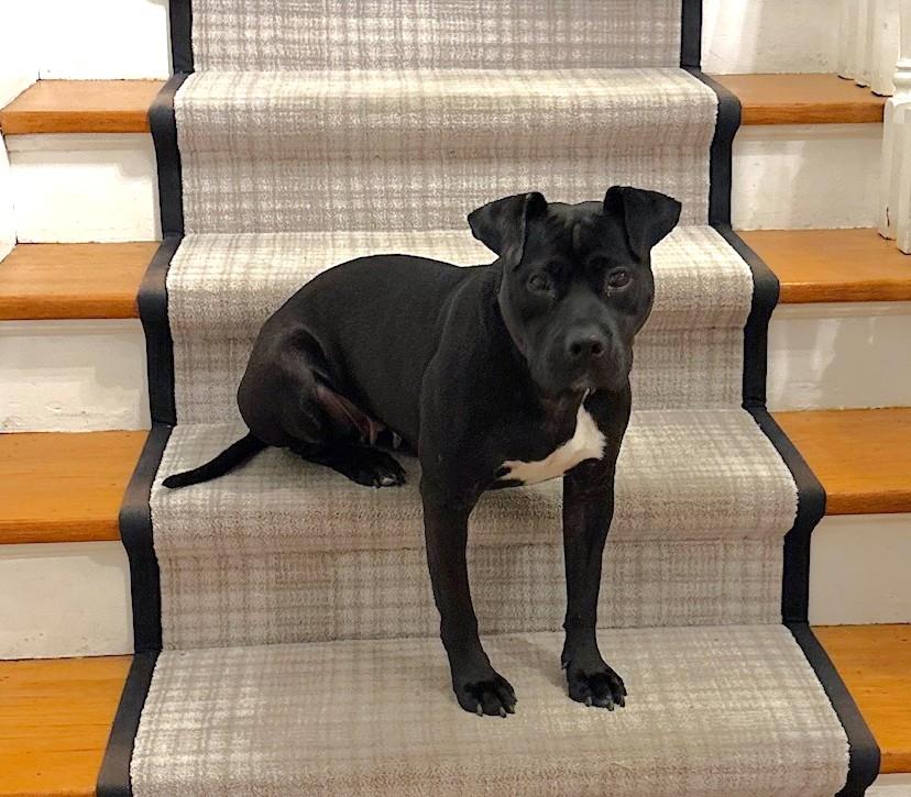 Enlarge Tipper, a ADOPTABLE Mixed Breed in New Albany, OH image 5/6