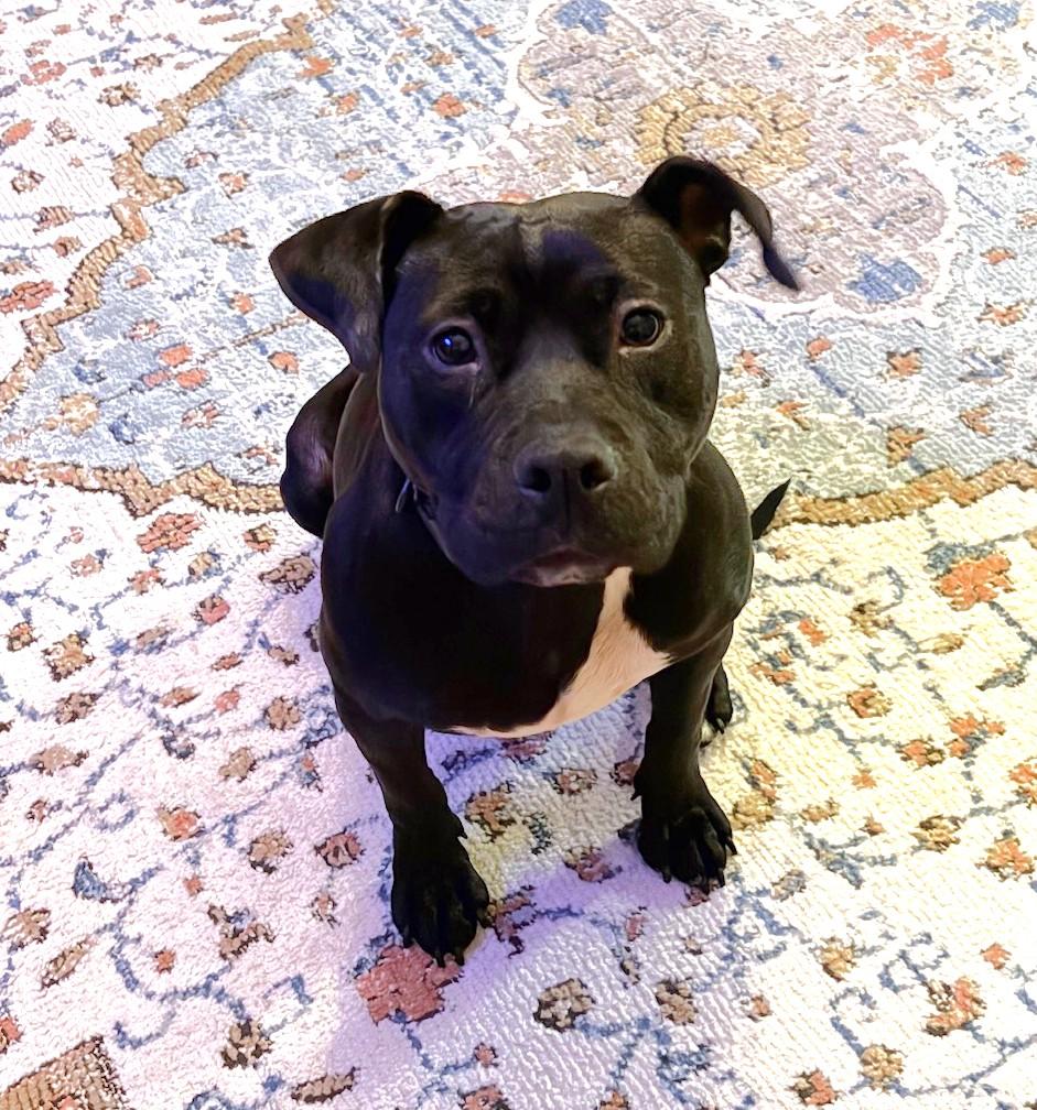 Enlarge Tipper, a ADOPTABLE Mixed Breed in New Albany, OH image 1/6