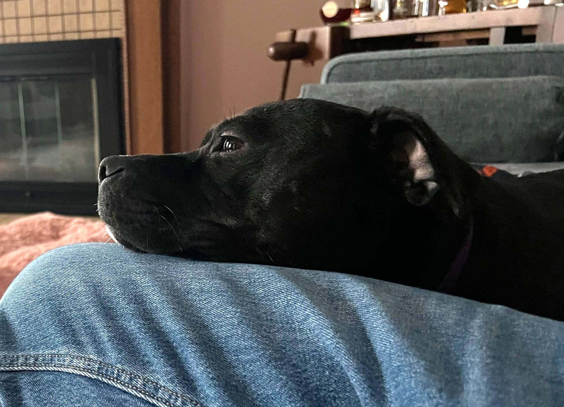 Enlarge Tipper, a ADOPTABLE Mixed Breed in New Albany, OH image 2/6