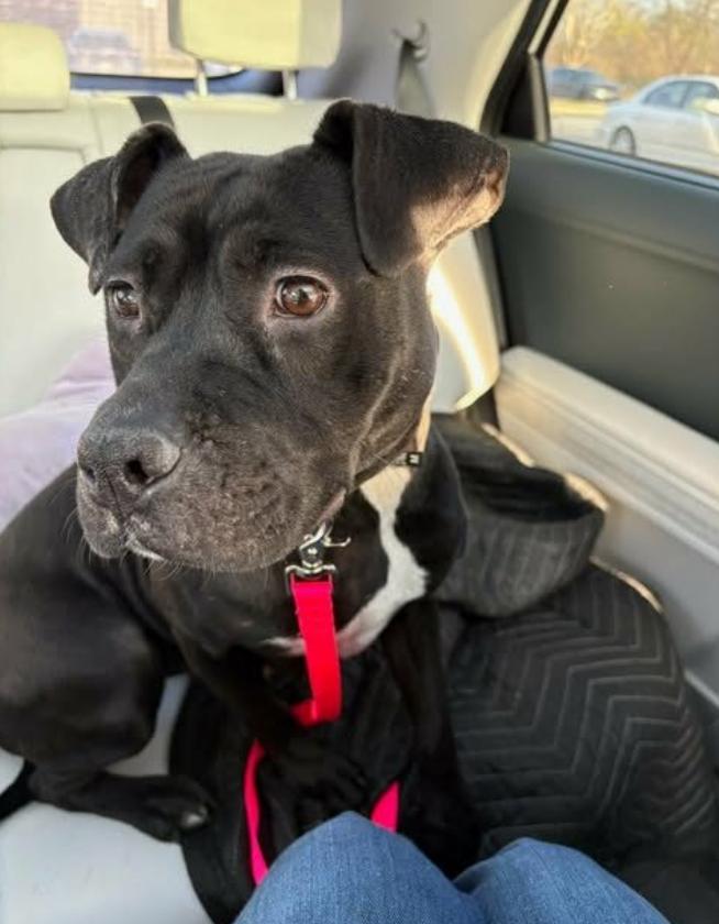 Enlarge Tipper, a ADOPTABLE Mixed Breed in New Albany, OH image 2/4