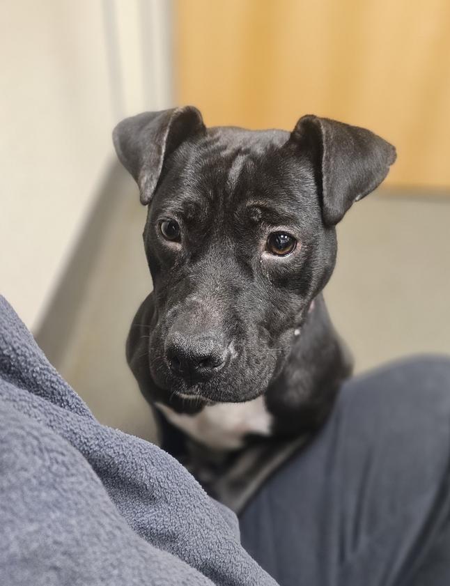 Enlarge Tipper, a ADOPTABLE Mixed Breed in New Albany, OH image 4/4