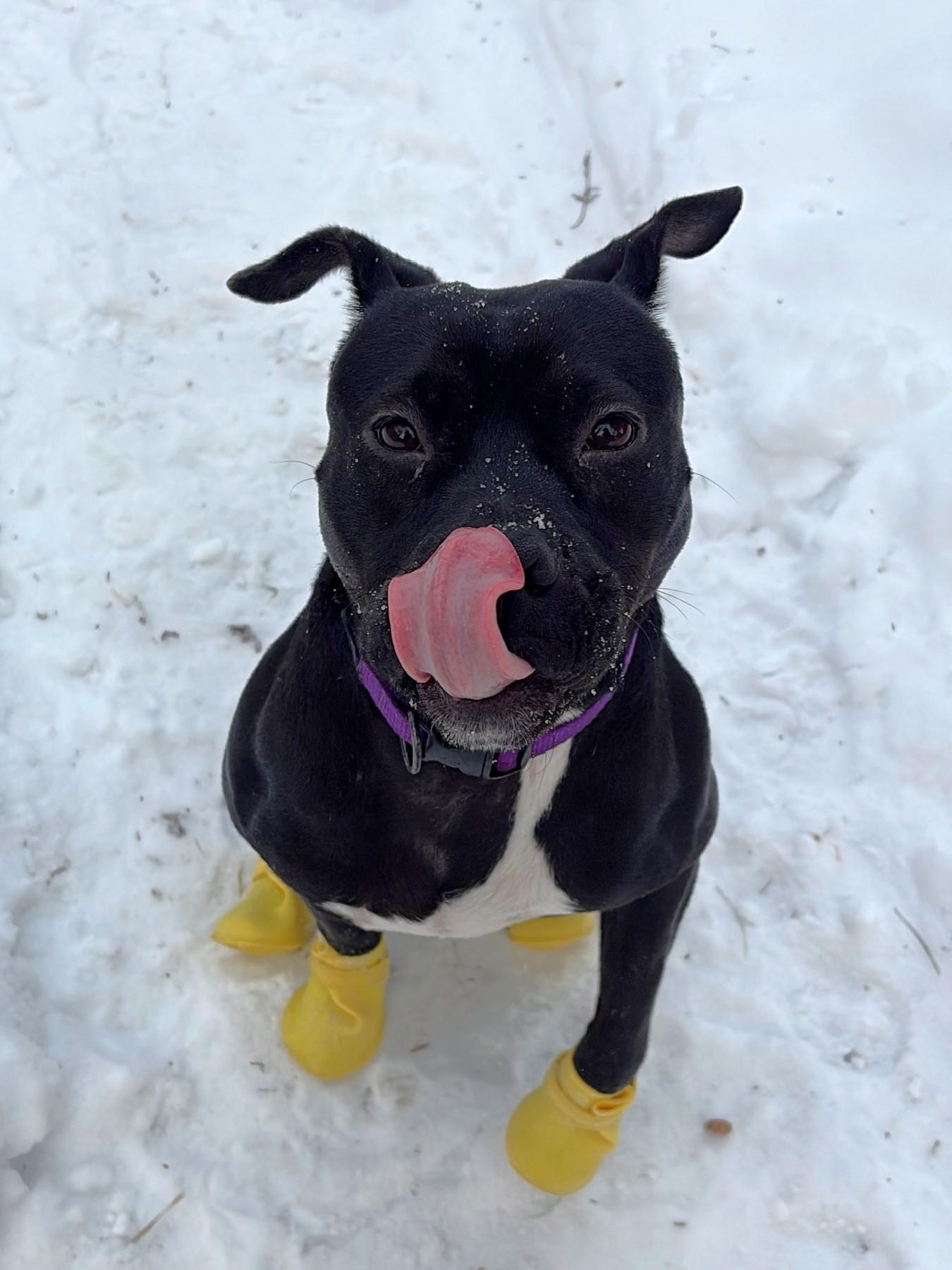 Enlarge Tipper, a ADOPTABLE Mixed Breed in New Albany, OH image 3/6