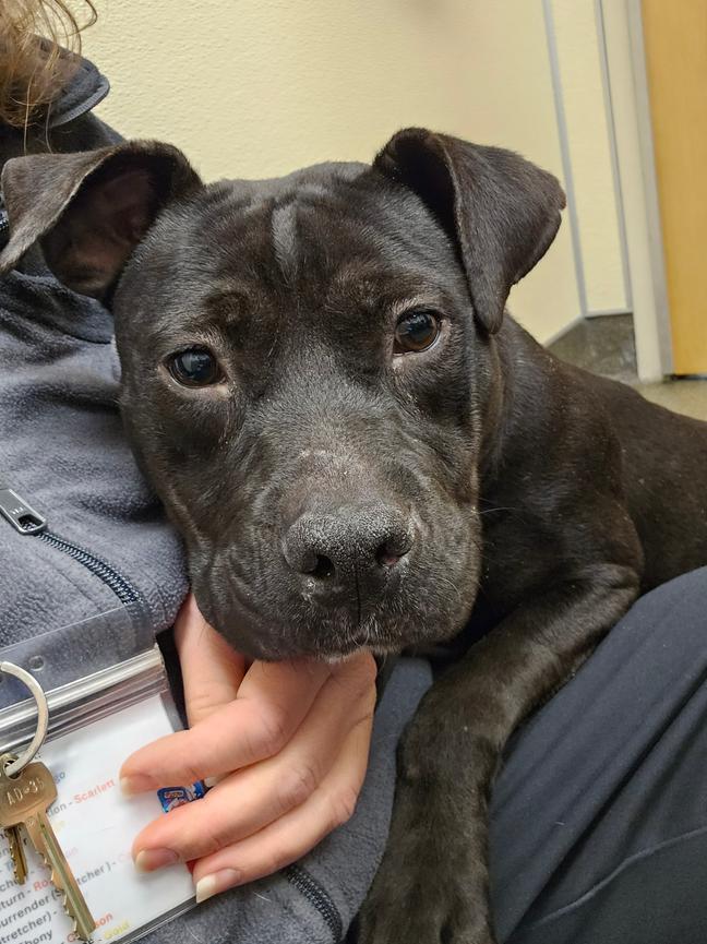 Tipper, ADOPTABLE, Adult Female Mixed Breed.