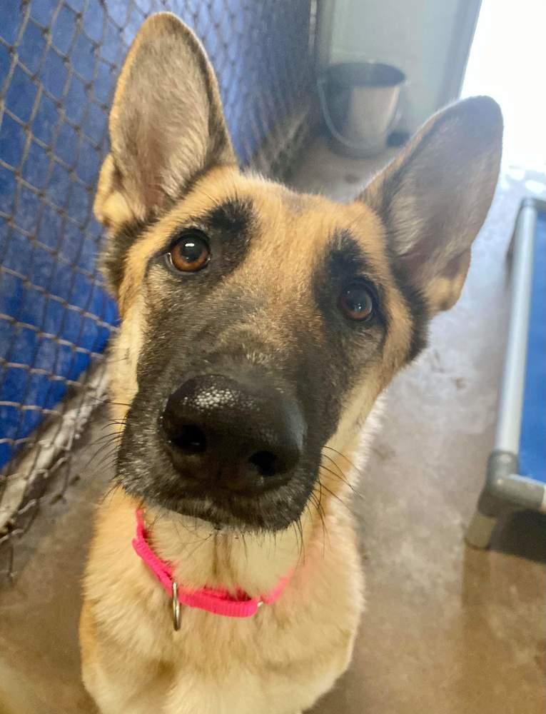 Enlarge HEIDI, a Adopted German Shepherd Dog in Dallas, PA image 1/1