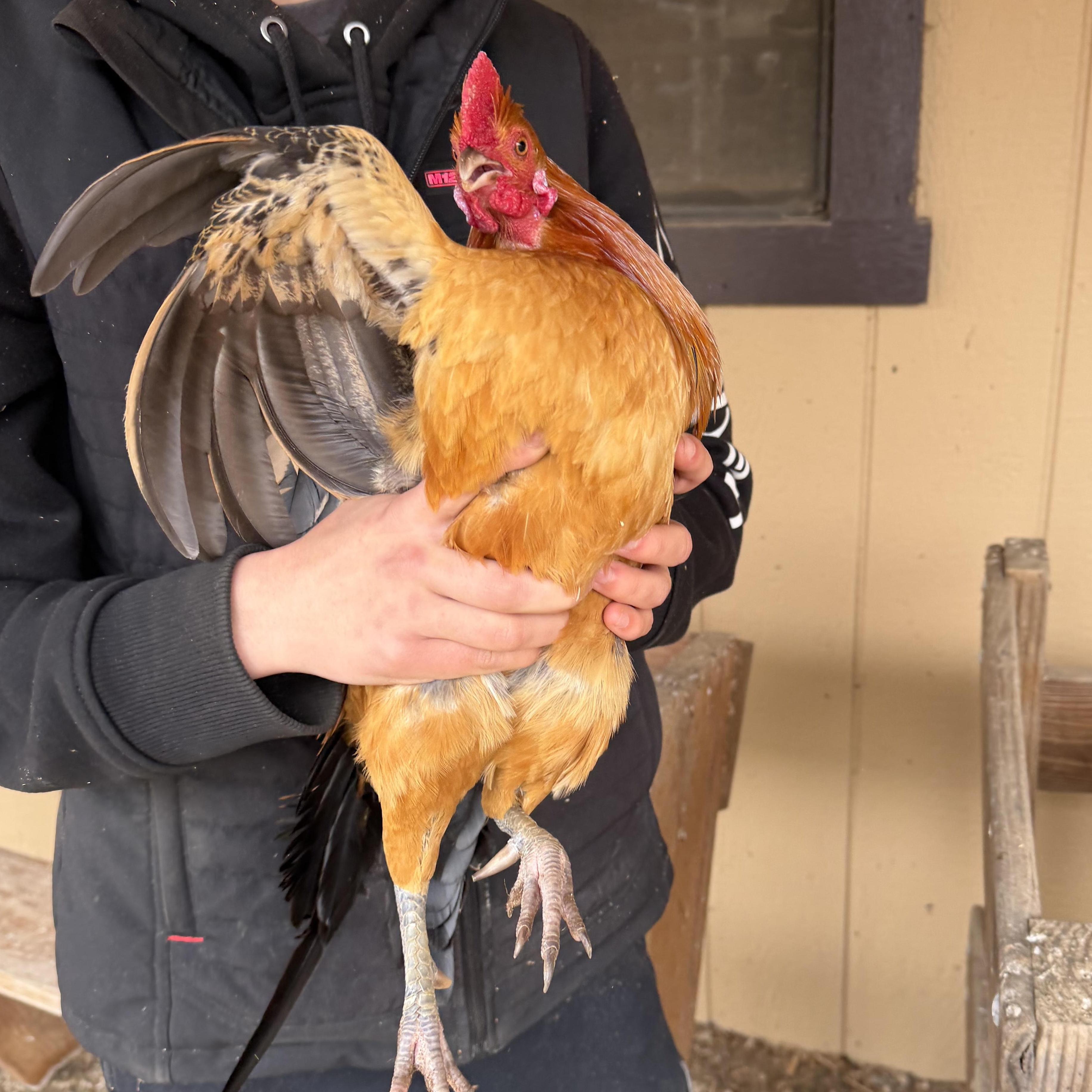 Enlarge Russel, a ADOPTABLE Chicken in Ravenna, OH image 3/3