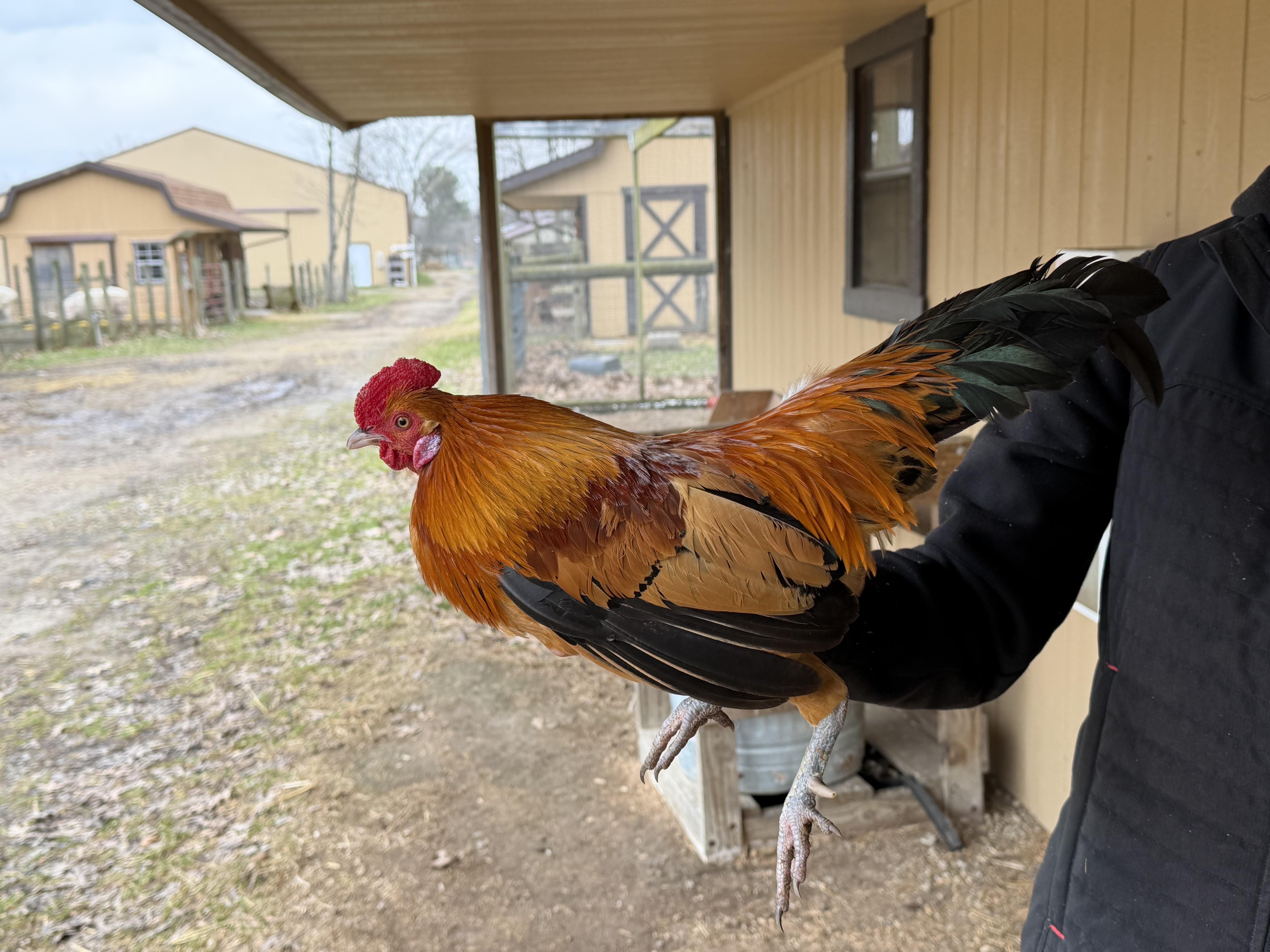 Enlarge Russel, a ADOPTABLE Chicken in Ravenna, OH image 1/3
