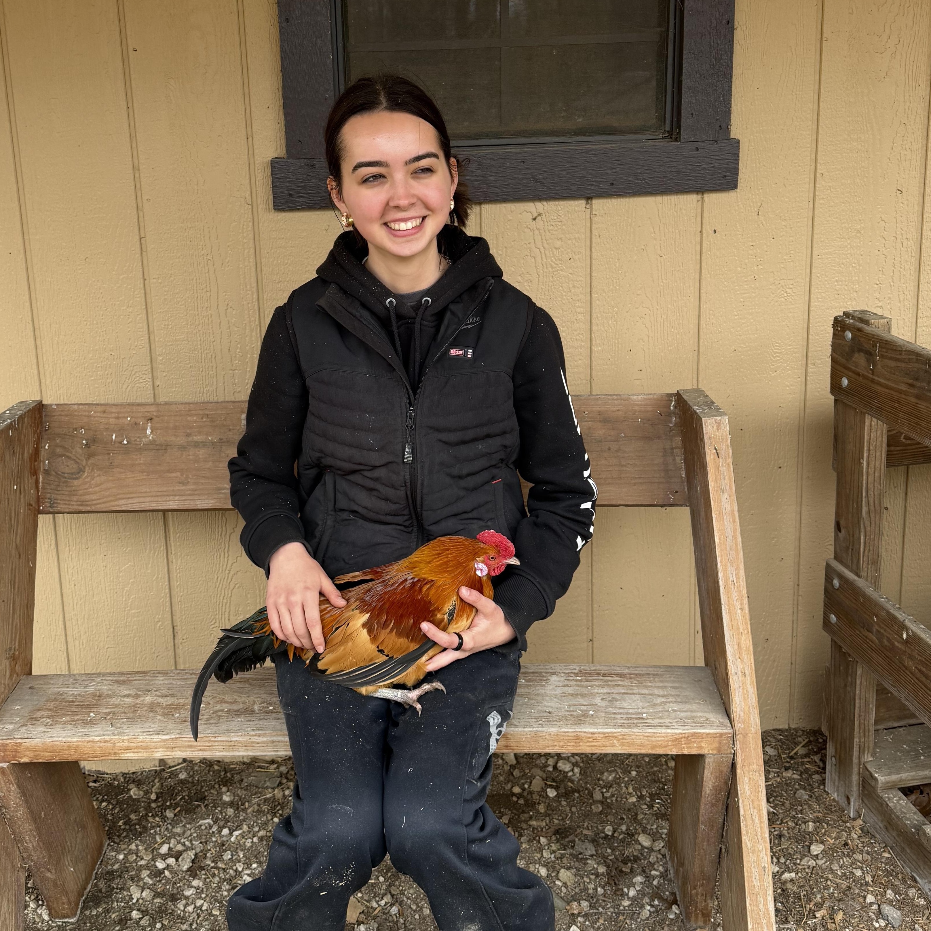 Enlarge Russel, a ADOPTABLE Chicken in Ravenna, OH image 2/3