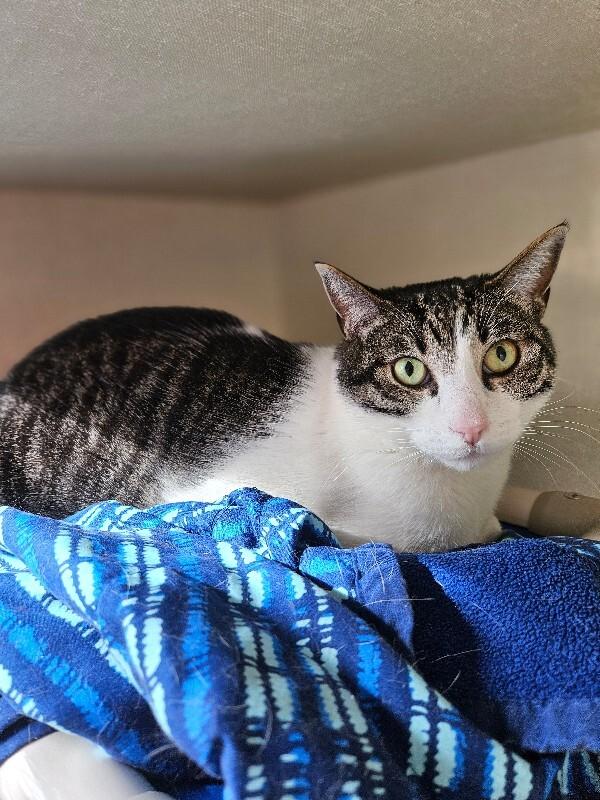 MoMo, Adoptable, Senior Male Domestic Short Hair.