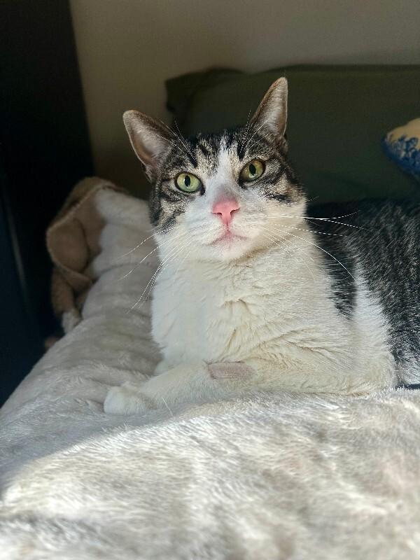 Enlarge MoMo, a Adoptable Domestic Short Hair in Fort Collins, CO image 2/6