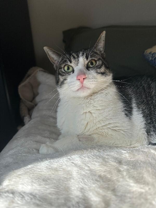 Enlarge MoMo, a Adoptable Domestic Short Hair in Fort Collins, CO image 3/6