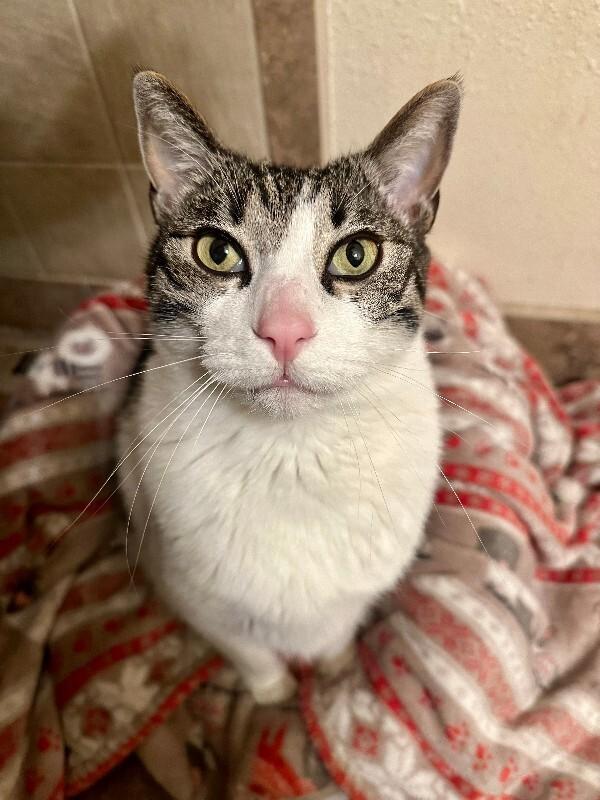 Enlarge MoMo, a Adoptable Domestic Short Hair in Fort Collins, CO image 4/6