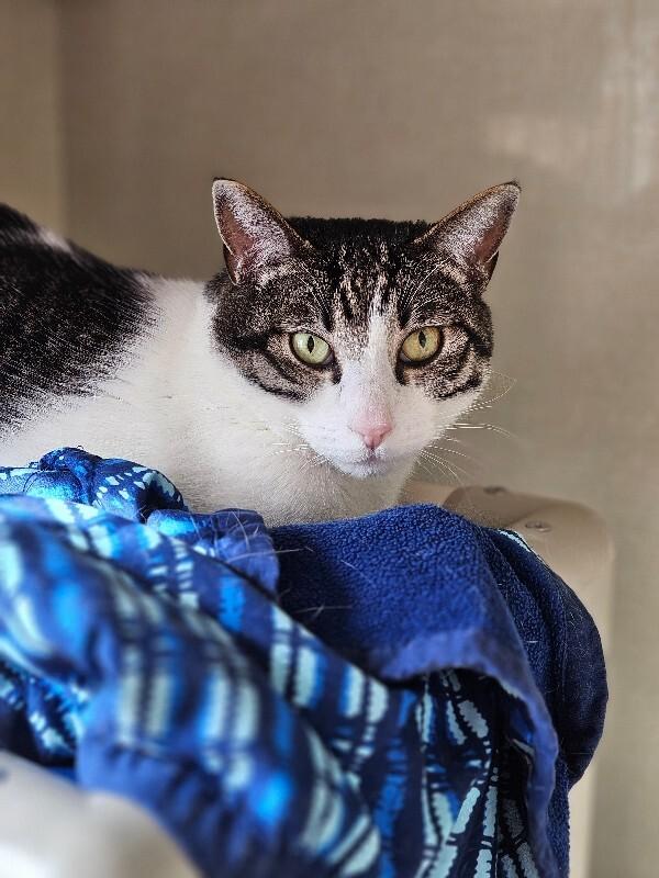 Enlarge MoMo, a Adoptable Domestic Short Hair in Fort Collins, CO image 5/6