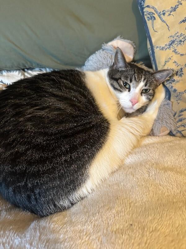 Enlarge MoMo, a Adoptable Domestic Short Hair in Fort Collins, CO image 6/6