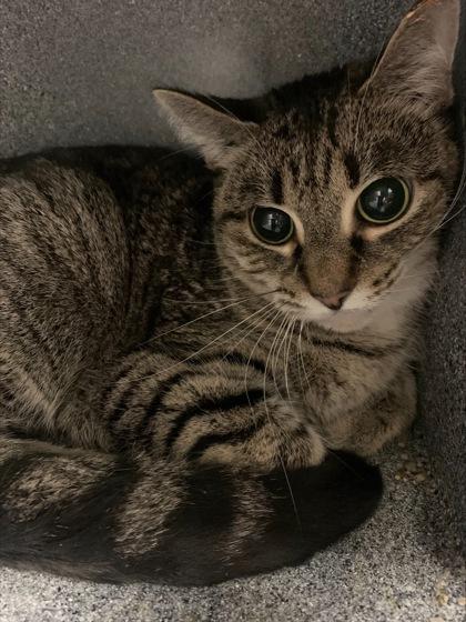 Princess, a Adoptable mixed breed in Fallston, MD image 1/3