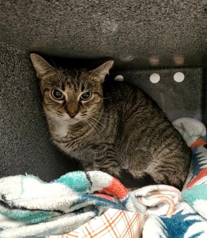 Princess, Adoptable, Adult Female Domestic Medium Hair & Domestic Short Hair.