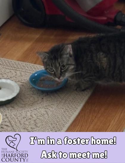 Princess, a Adoptable mixed breed in Fallston, MD image 3/3