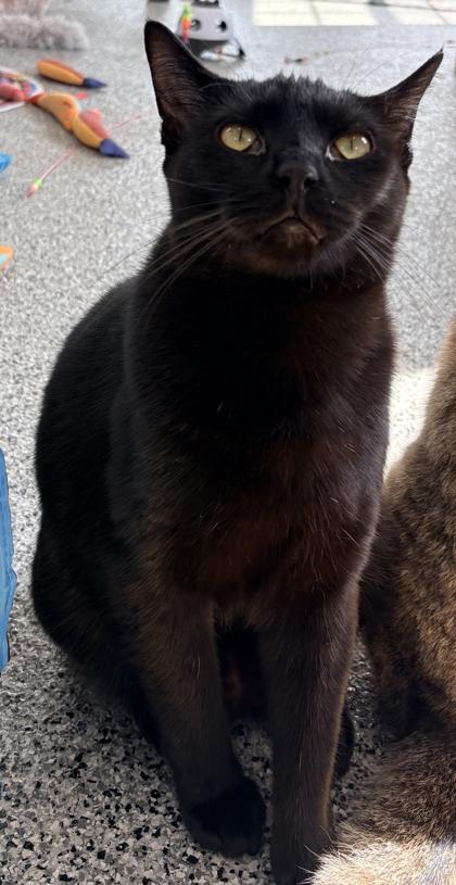 Enlarge Wynkin, a Adoptable mixed breed in Cecil, WI image 1/2